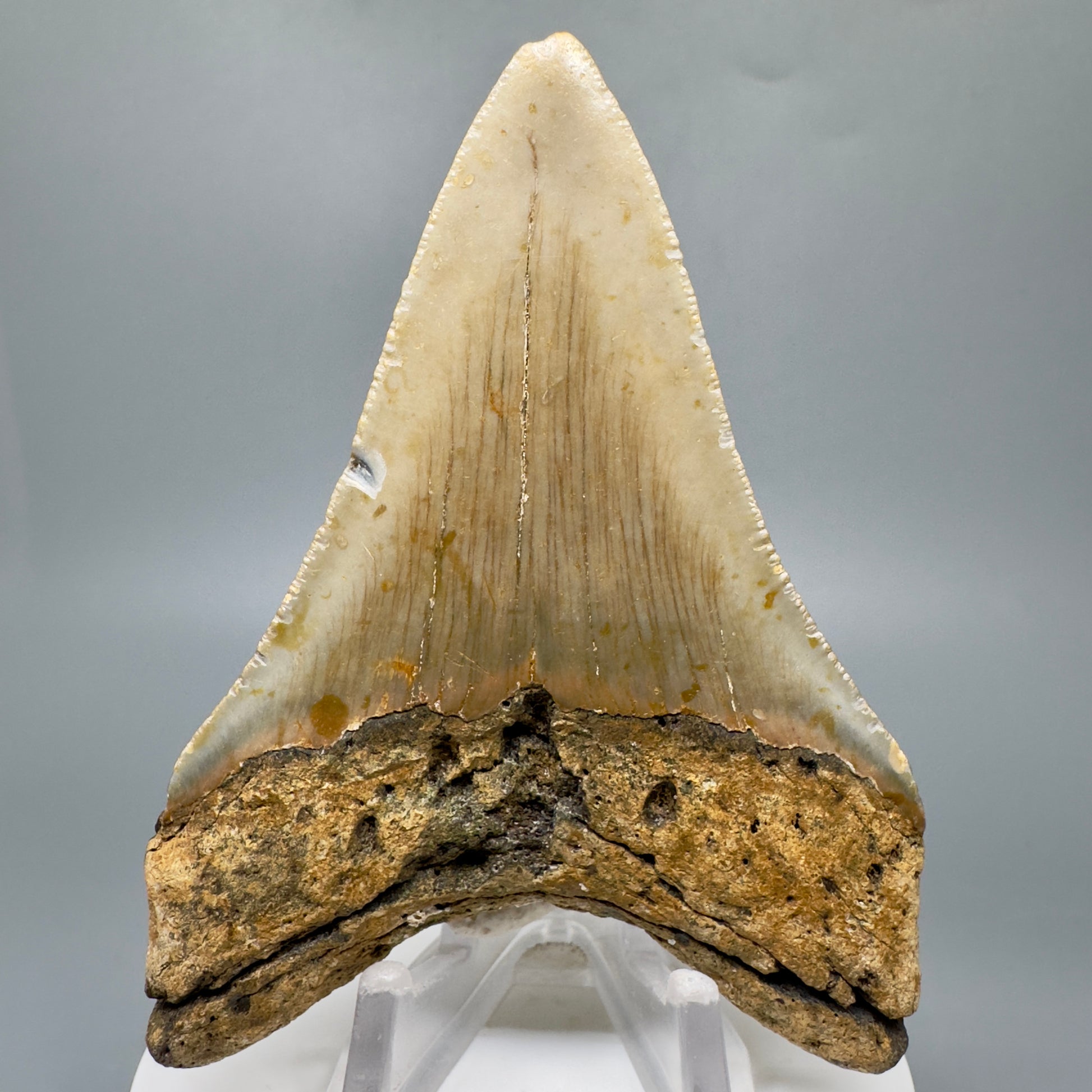Colorful 3.43" Real Megalodon Tooth from North Carolina CM5047 - Back
