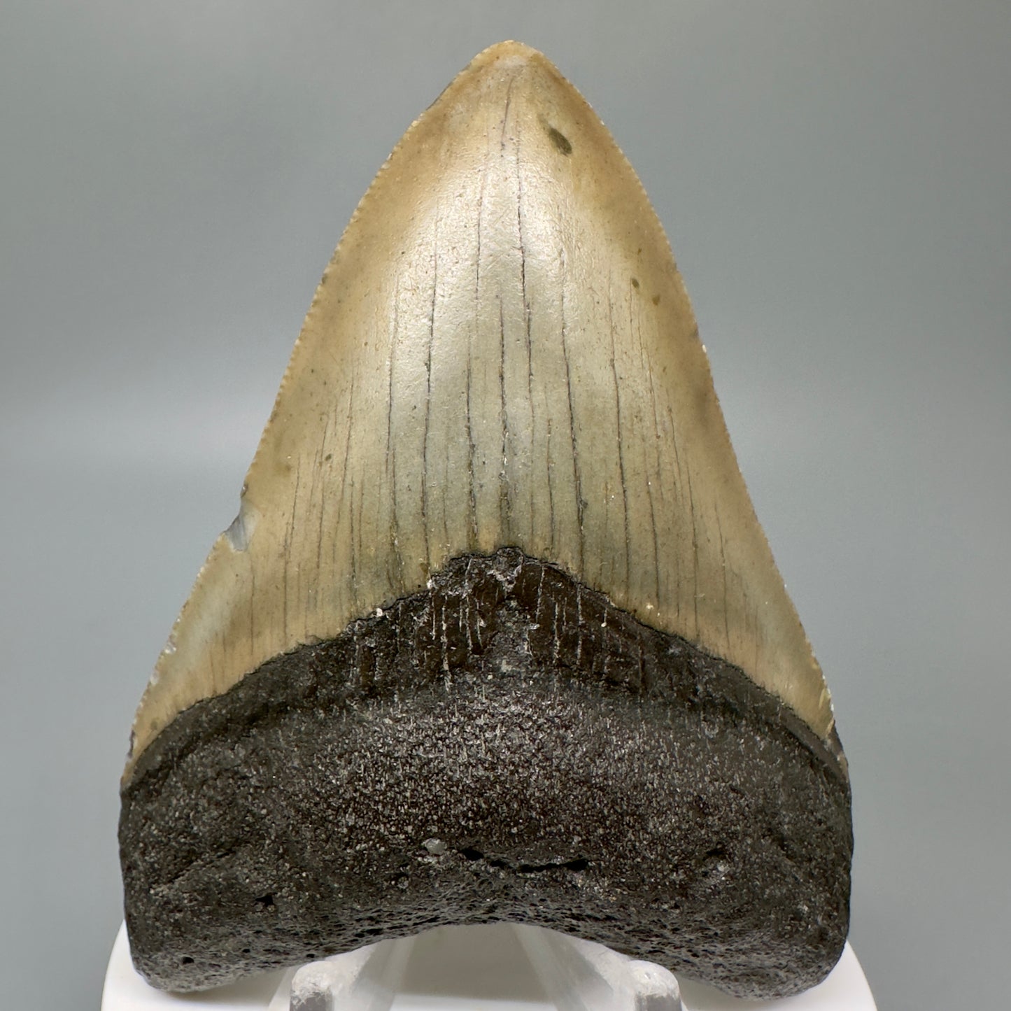 Colorful 3.58" Authentic Megalodon Tooth from North Carolina CM5049 - Front