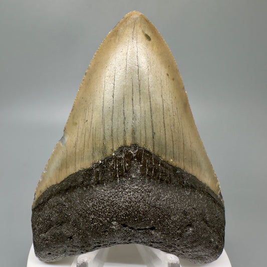 Colorful 3.58" Authentic Megalodon Tooth from North Carolina CM5049 - Front