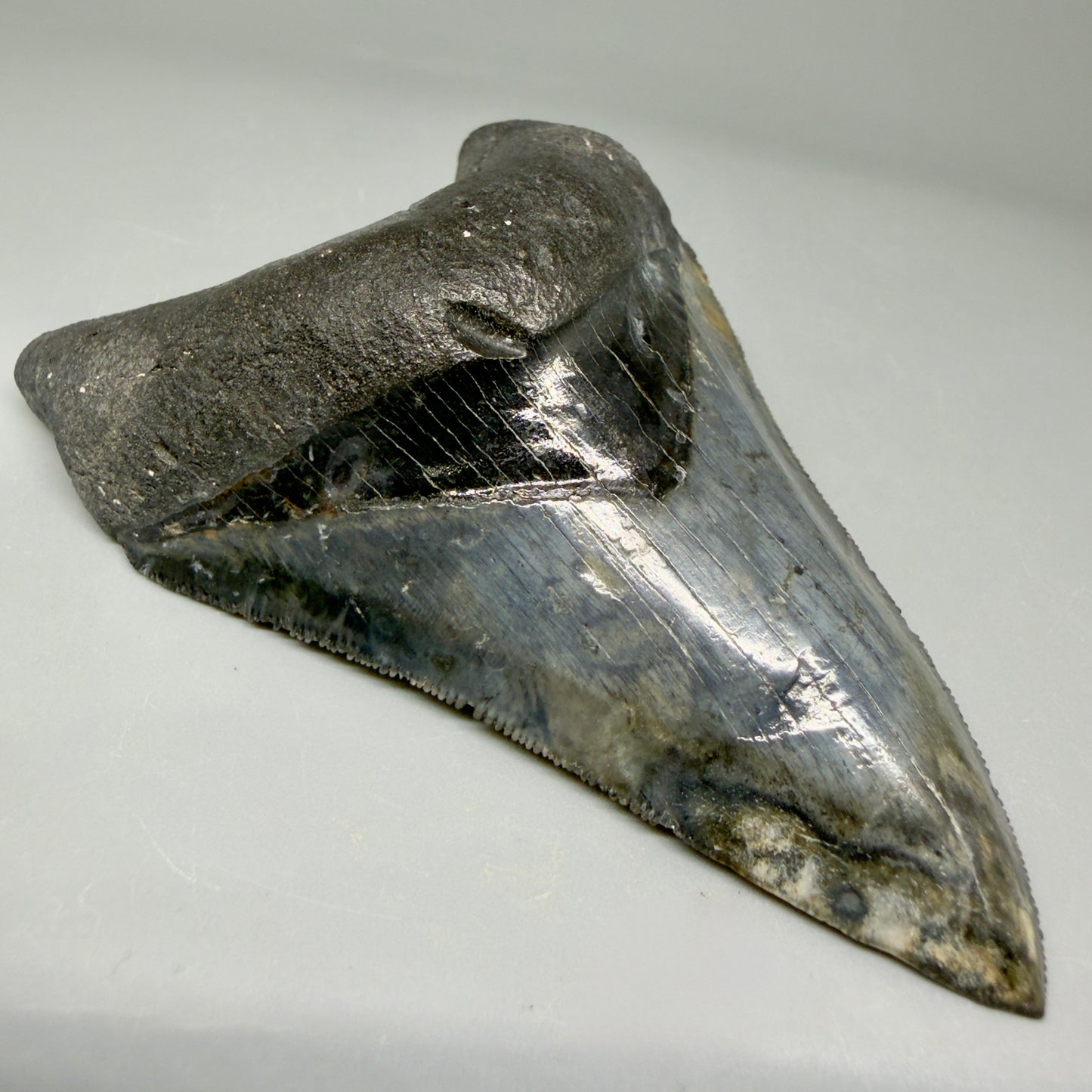 Front Left View Collector's Quality 4.08" Fossil Megalodon Shark Tooth - Venice, Florida CM6015 - 1