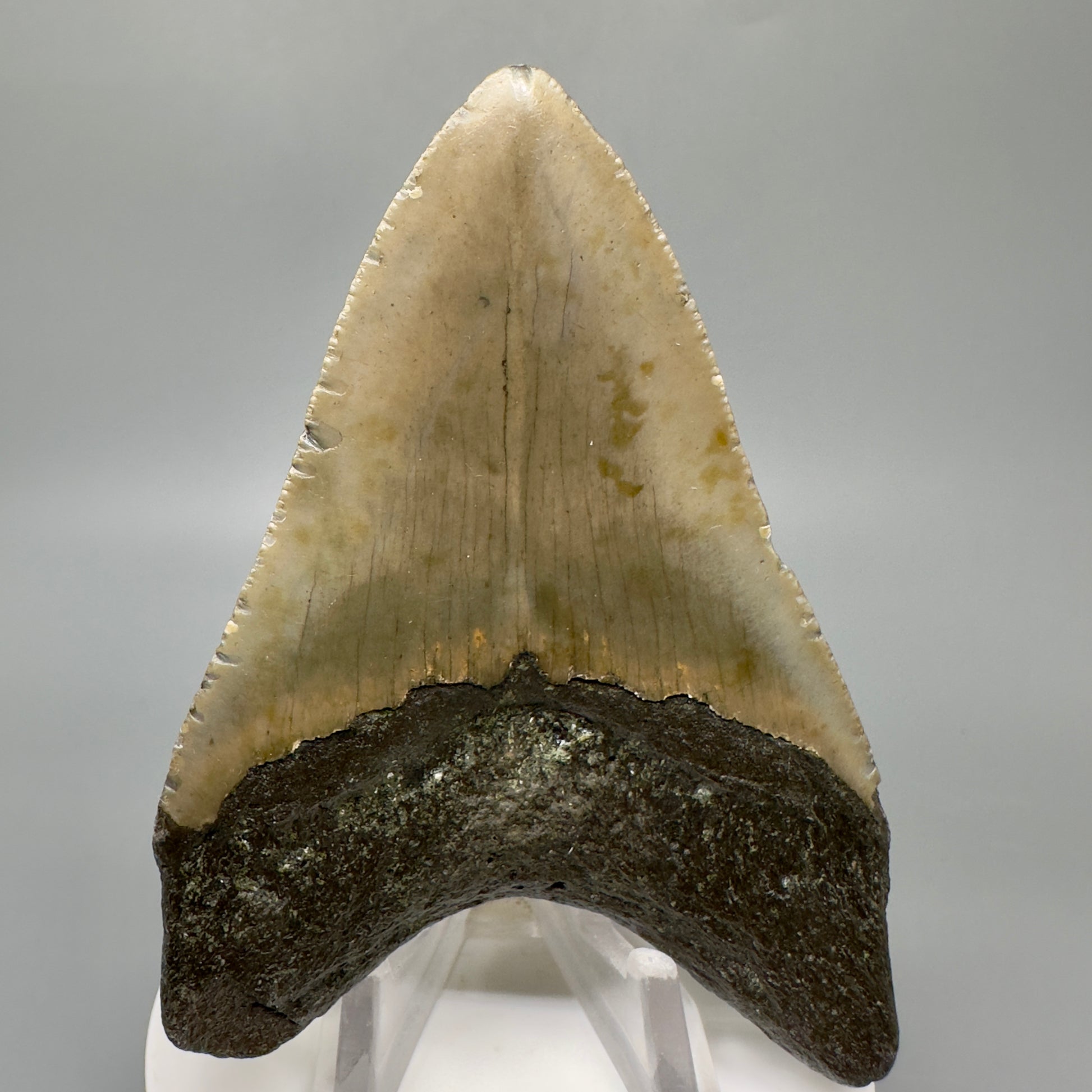 Colorful 3.58" Authentic Megalodon Tooth from North Carolina CM5049 - Back