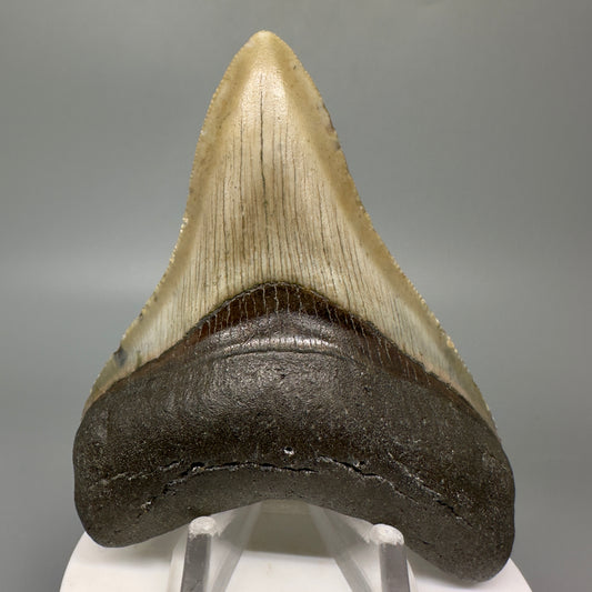 Colorful 3.49" Authentic Megalodon Tooth from North Carolina CM5048 - Front