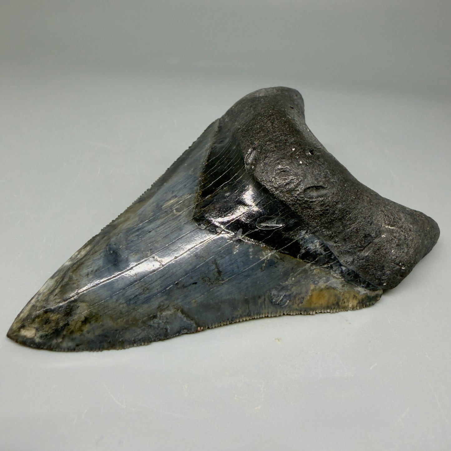 Front Right View Collector's Quality 4.08" Fossil Megalodon Shark Tooth - Venice, Florida CM6015 - 1