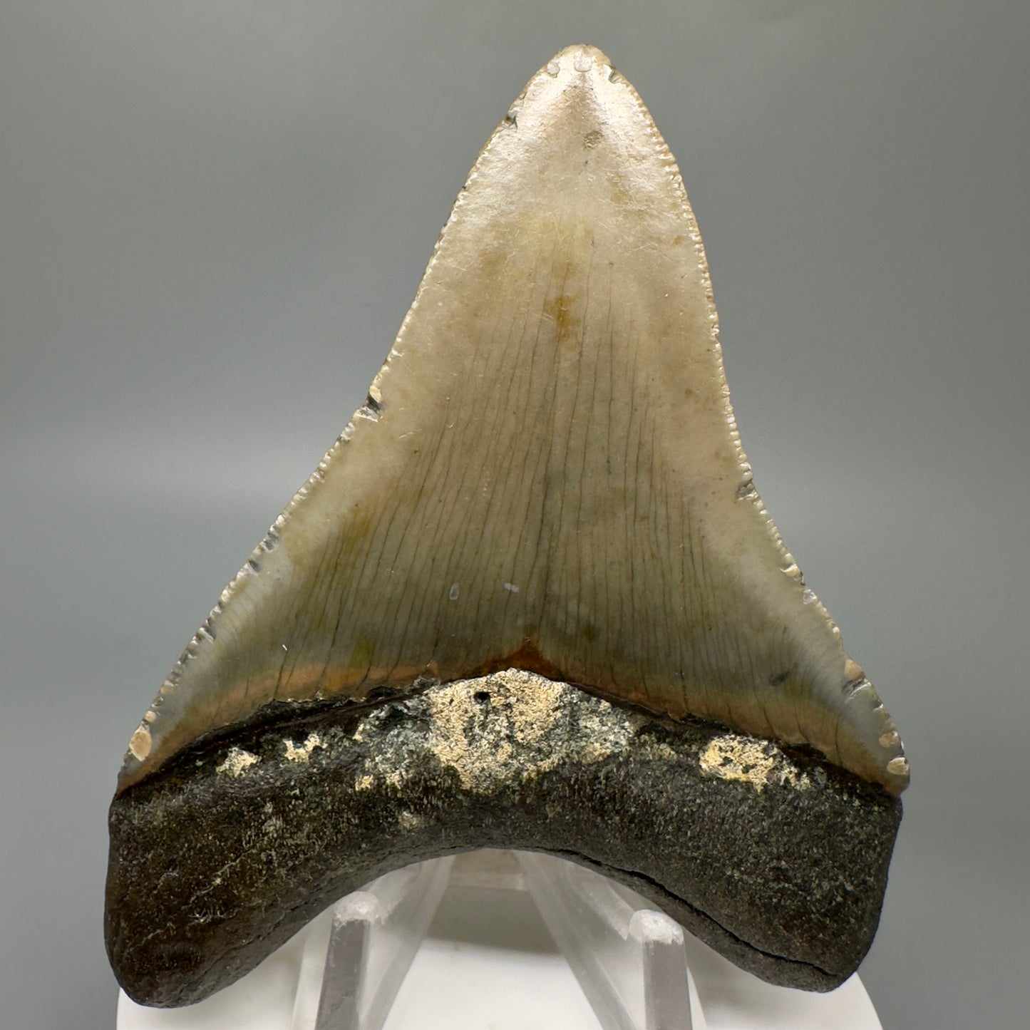Colorful 3.49" Authentic Megalodon Tooth from North Carolina CM5048 - Back