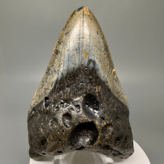 Colorful 3.75" Real Megalodon Tooth from North Carolina CM5050 - Front