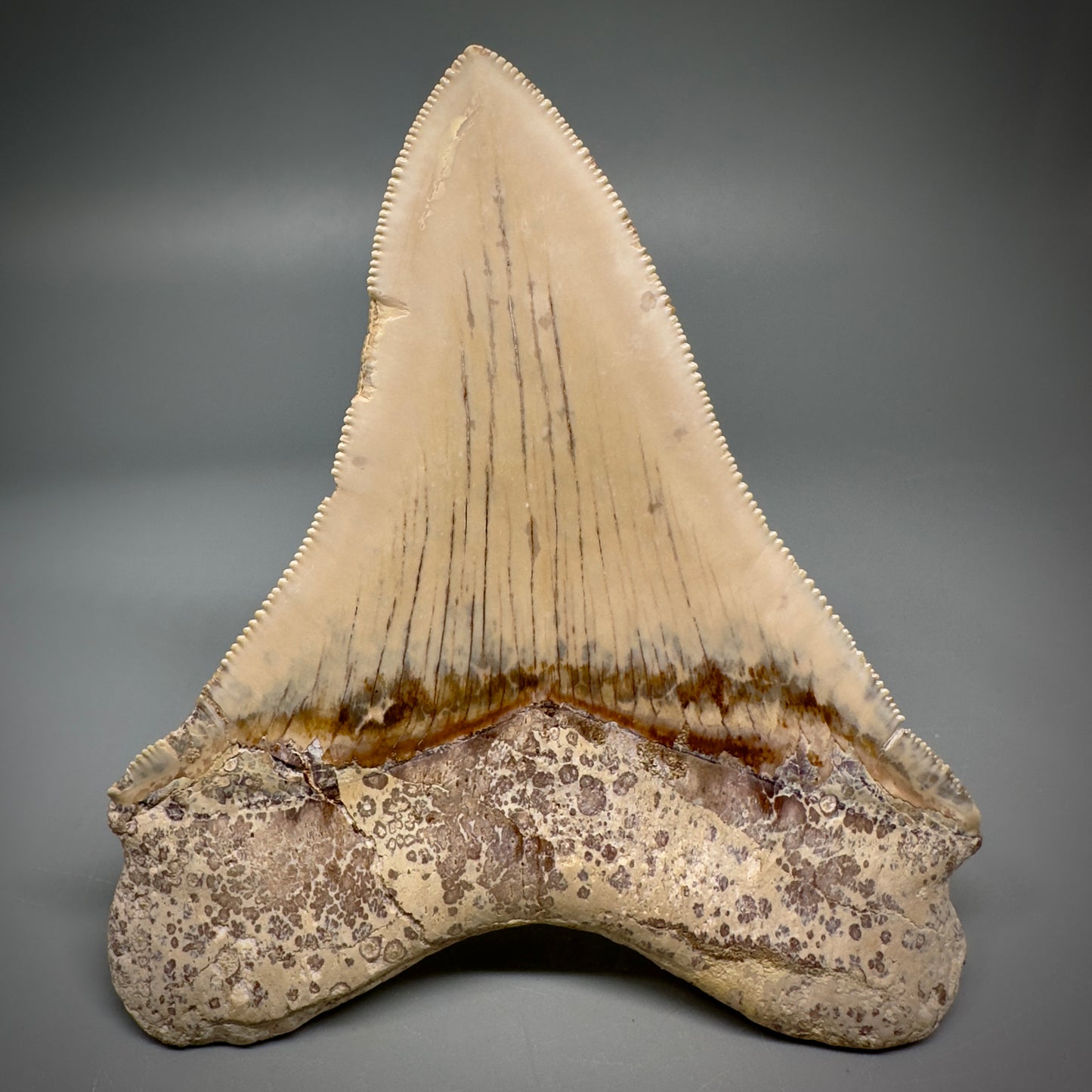 Collector's Quality 4.39" Fossil Megalodon Shark Tooth from Ica, Peru CM - Back