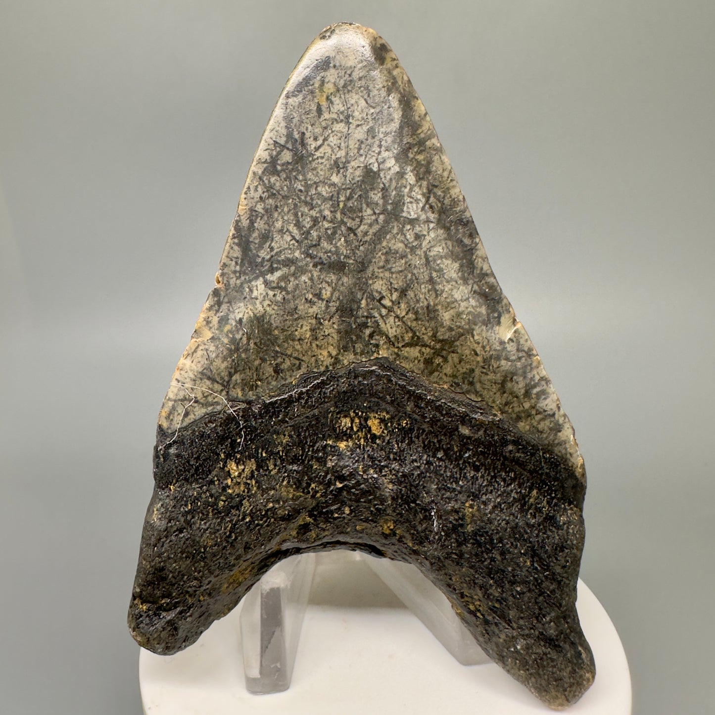 Colorful 3.75" Real Megalodon Tooth from North Carolina CM5050 - Back