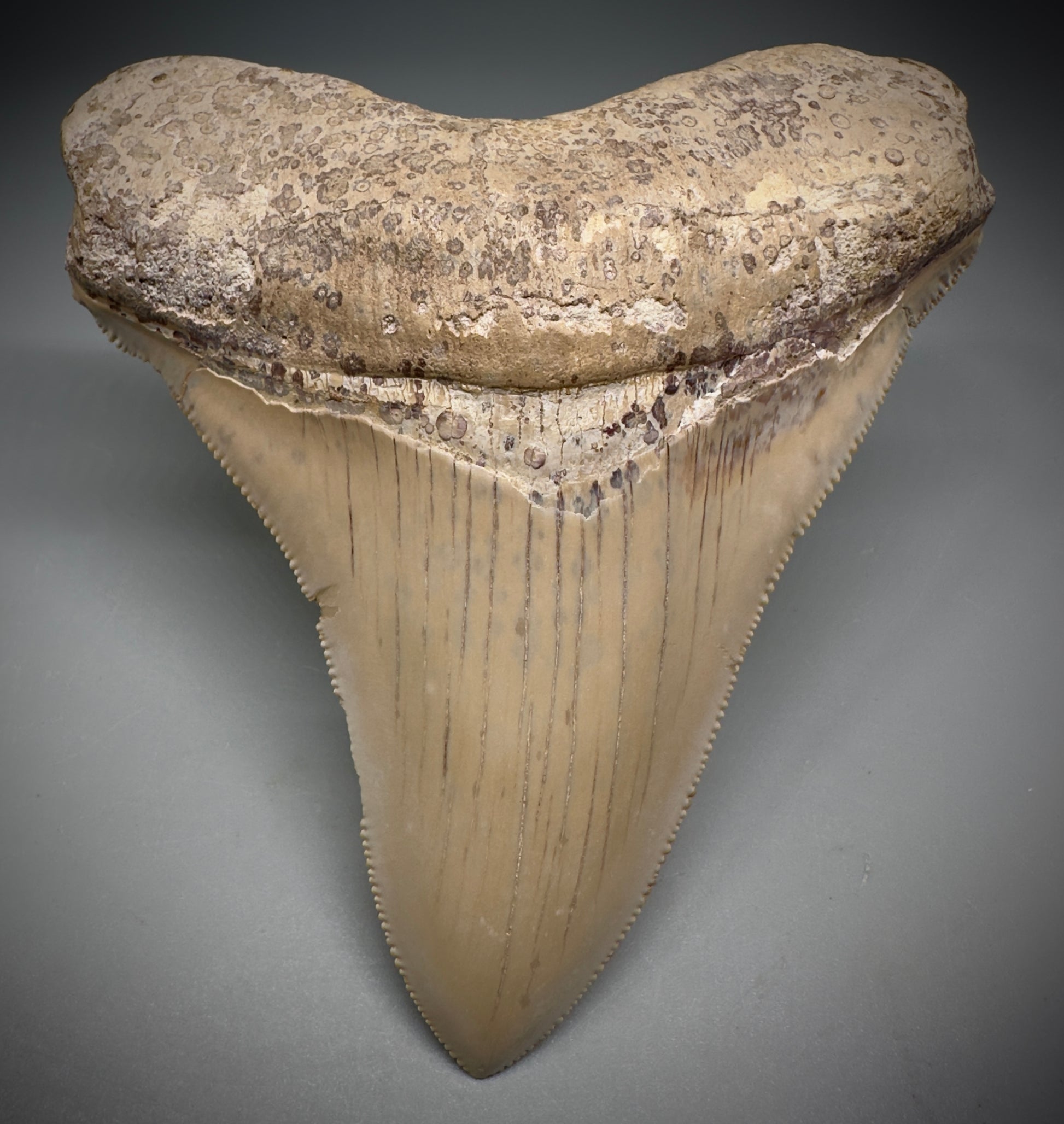 Collector's Quality 4.39" Fossil Megalodon Shark Tooth from Ica, Peru CM - Front 4