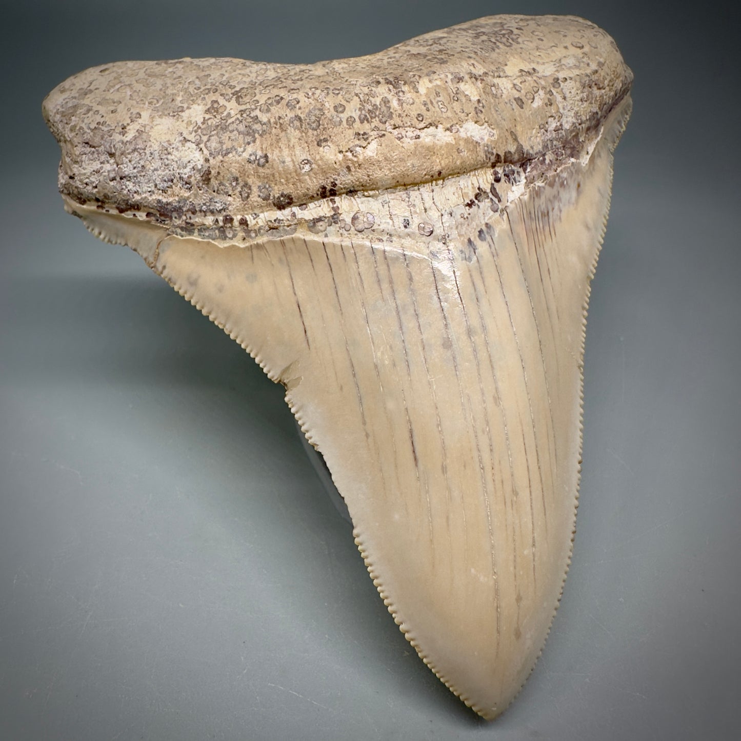 Collector's Quality 4.39" Fossil Megalodon Shark Tooth from Ica, Peru CM - Front Left
