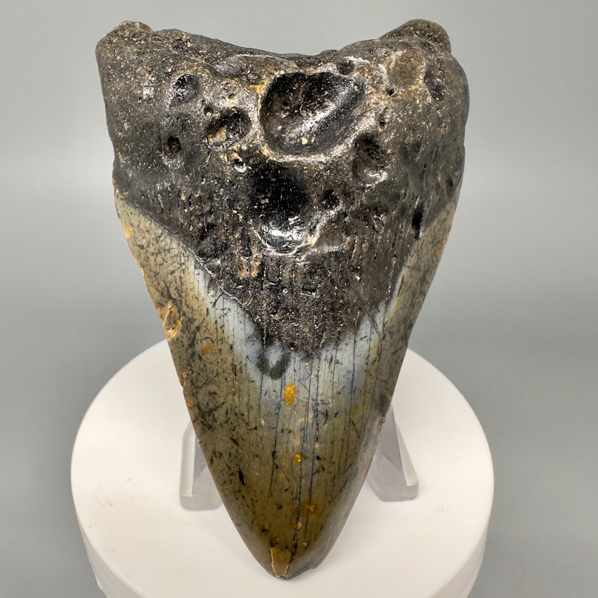 Colorful 3.75" Real Megalodon Tooth from North Carolina CM5050 - Front 1