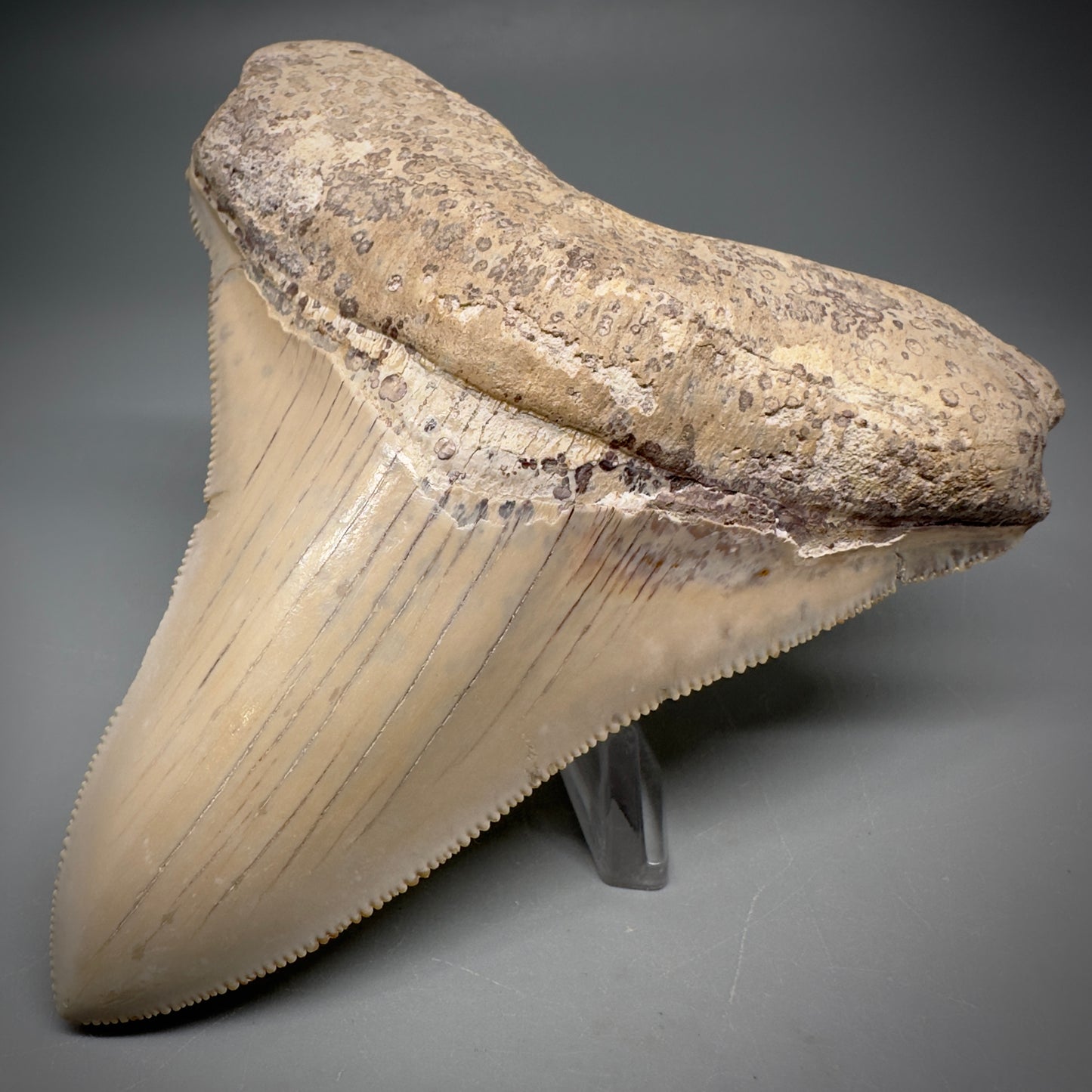 Collector's Quality 4.39" Fossil Megalodon Shark Tooth from Ica, Peru CM - Front Right