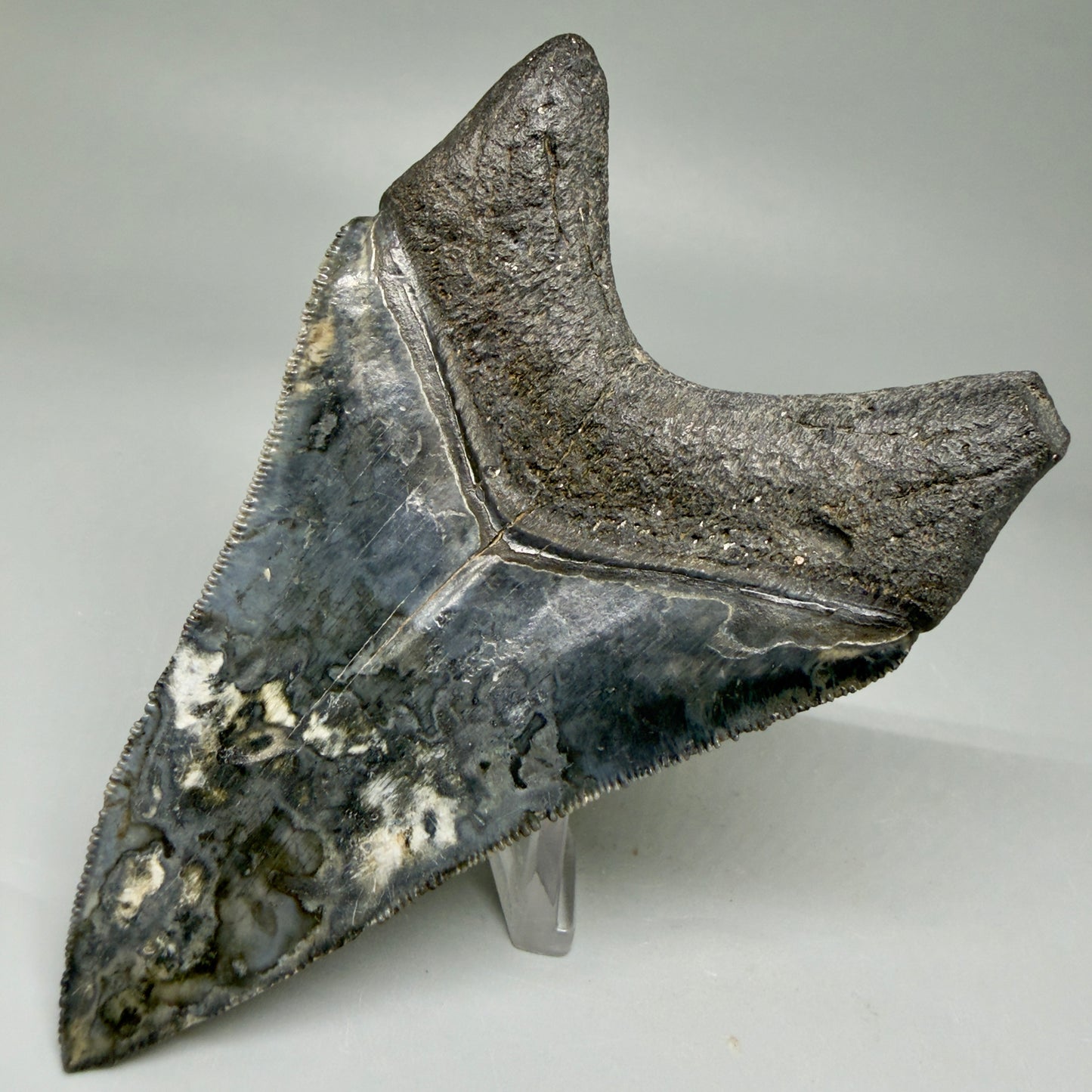 Back Right View Collector's Quality 4.08" Fossil Megalodon Shark Tooth - Venice, Florida CM6015