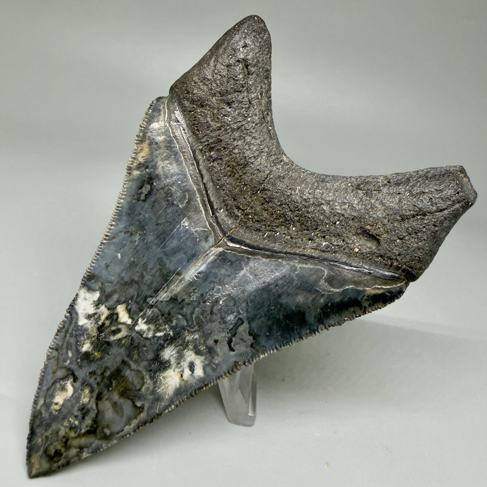 Back Right View Collector's Quality 4.08" Fossil Megalodon Shark Tooth - Venice, Florida CM6015