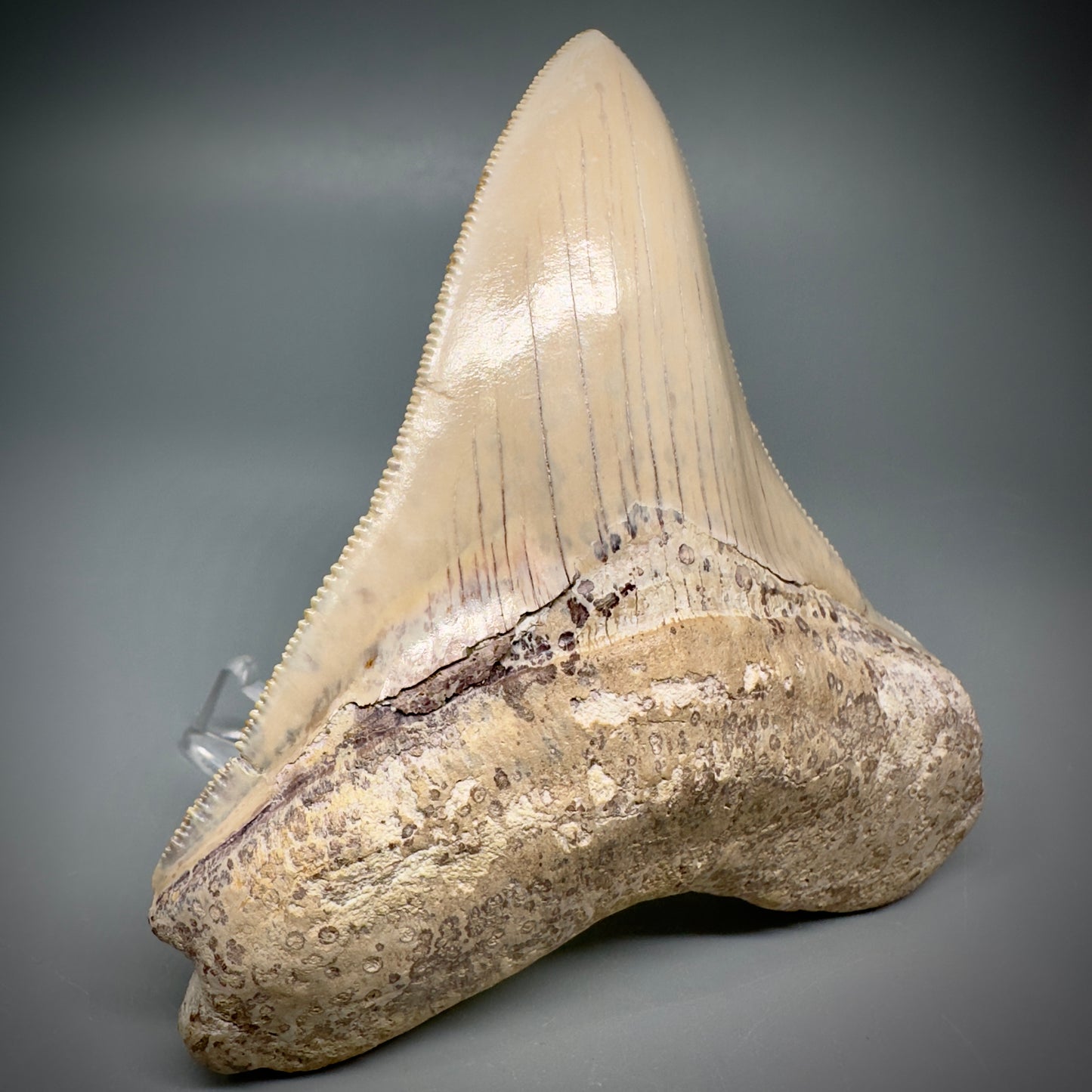 Collector's Quality 4.39" Fossil Megalodon Shark Tooth from Ica, Peru CM - Front 5