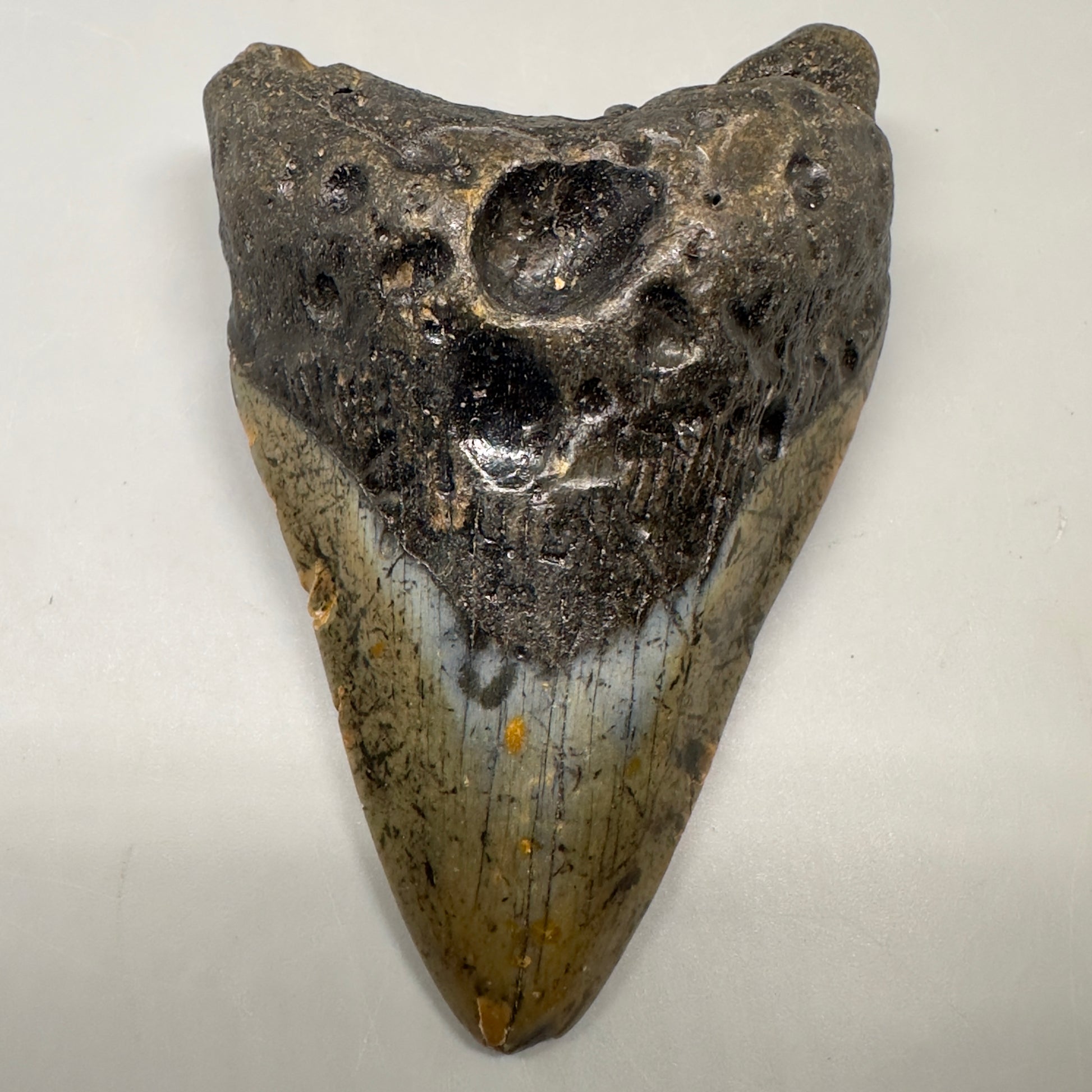 Colorful 3.75" Real Megalodon Tooth from North Carolina CM5050 - Front 2
