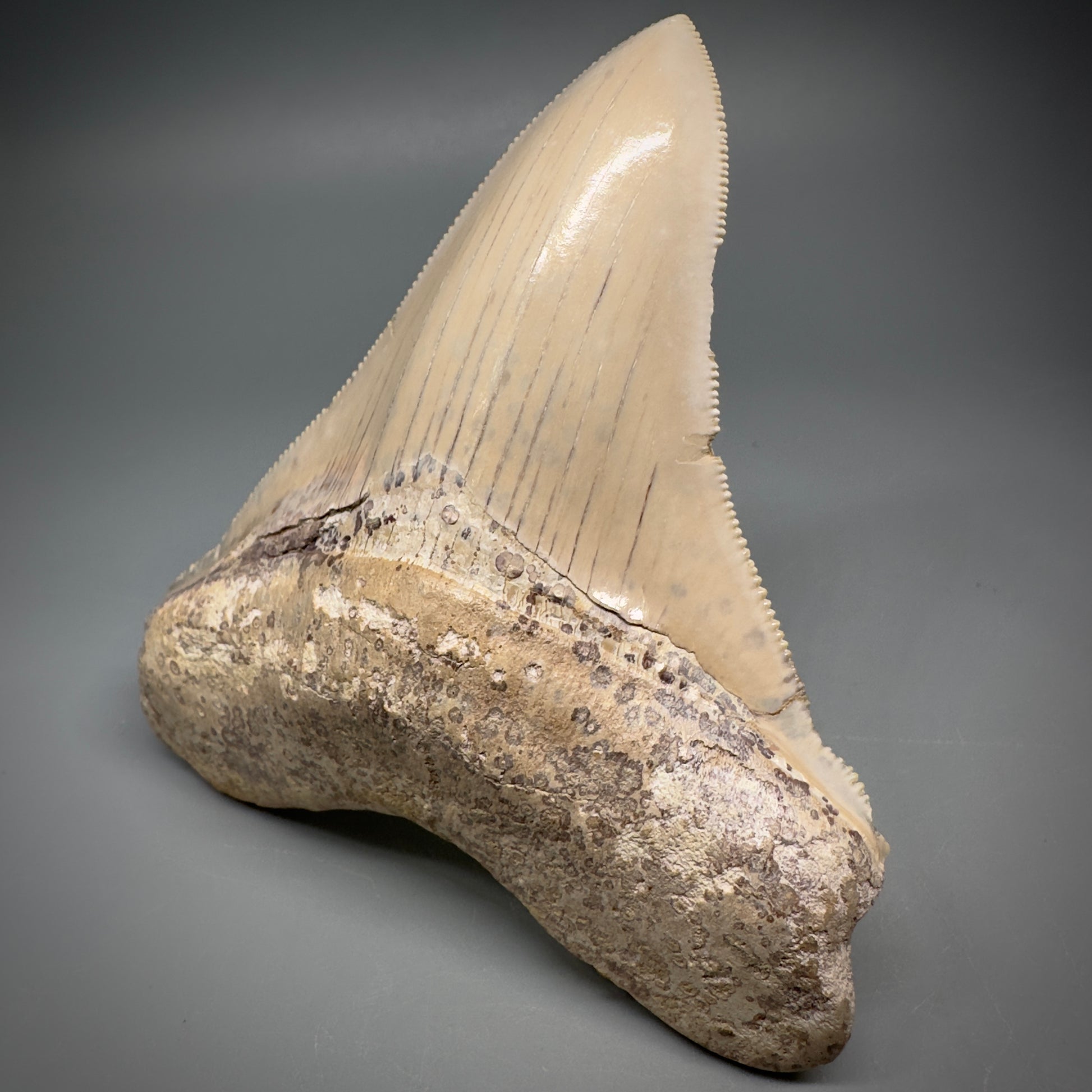 Collector's Quality 4.39" Fossil Megalodon Shark Tooth from Ica, Peru CM - Front 6