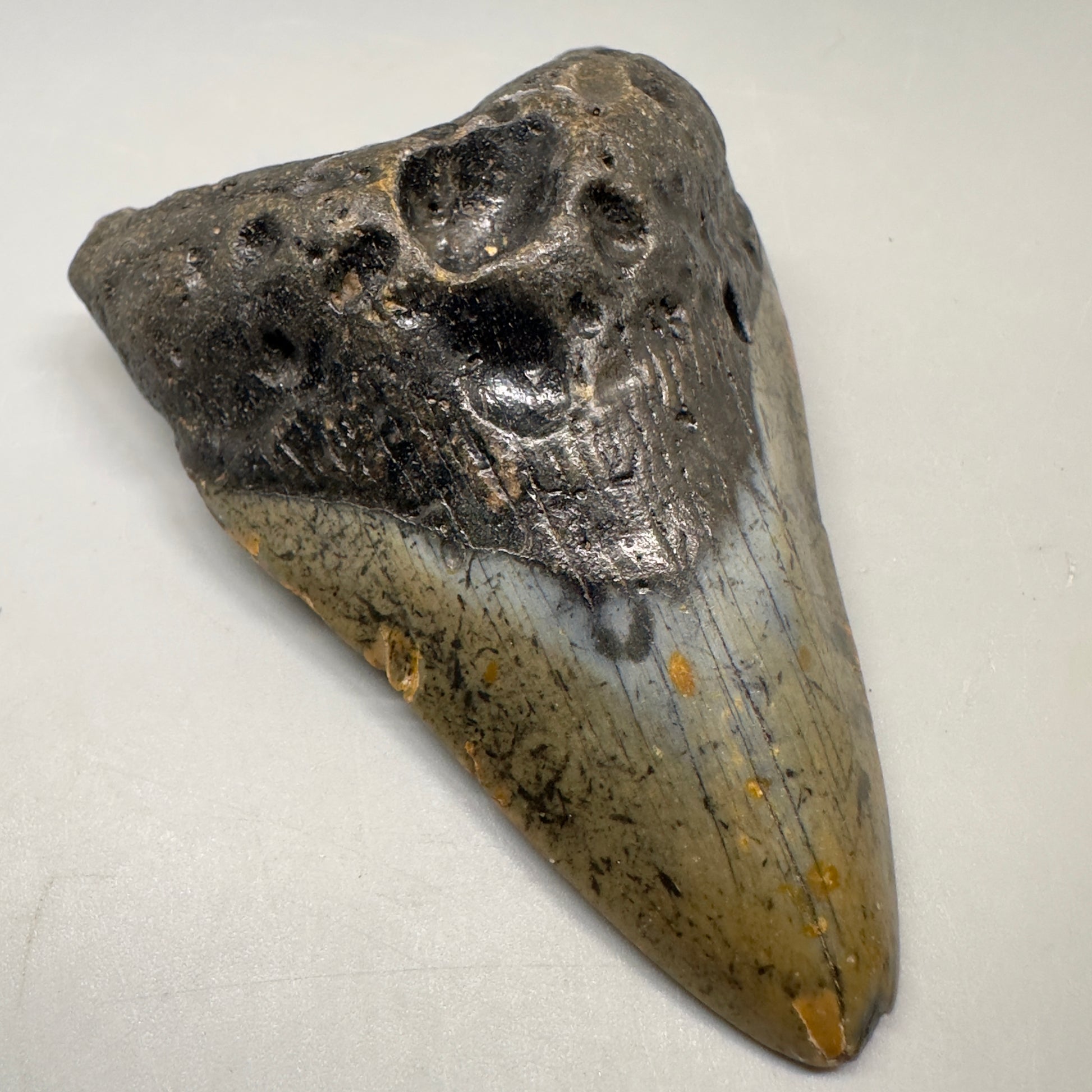 Colorful 3.75" Real Megalodon Tooth from North Carolina CM5050 - Front Left