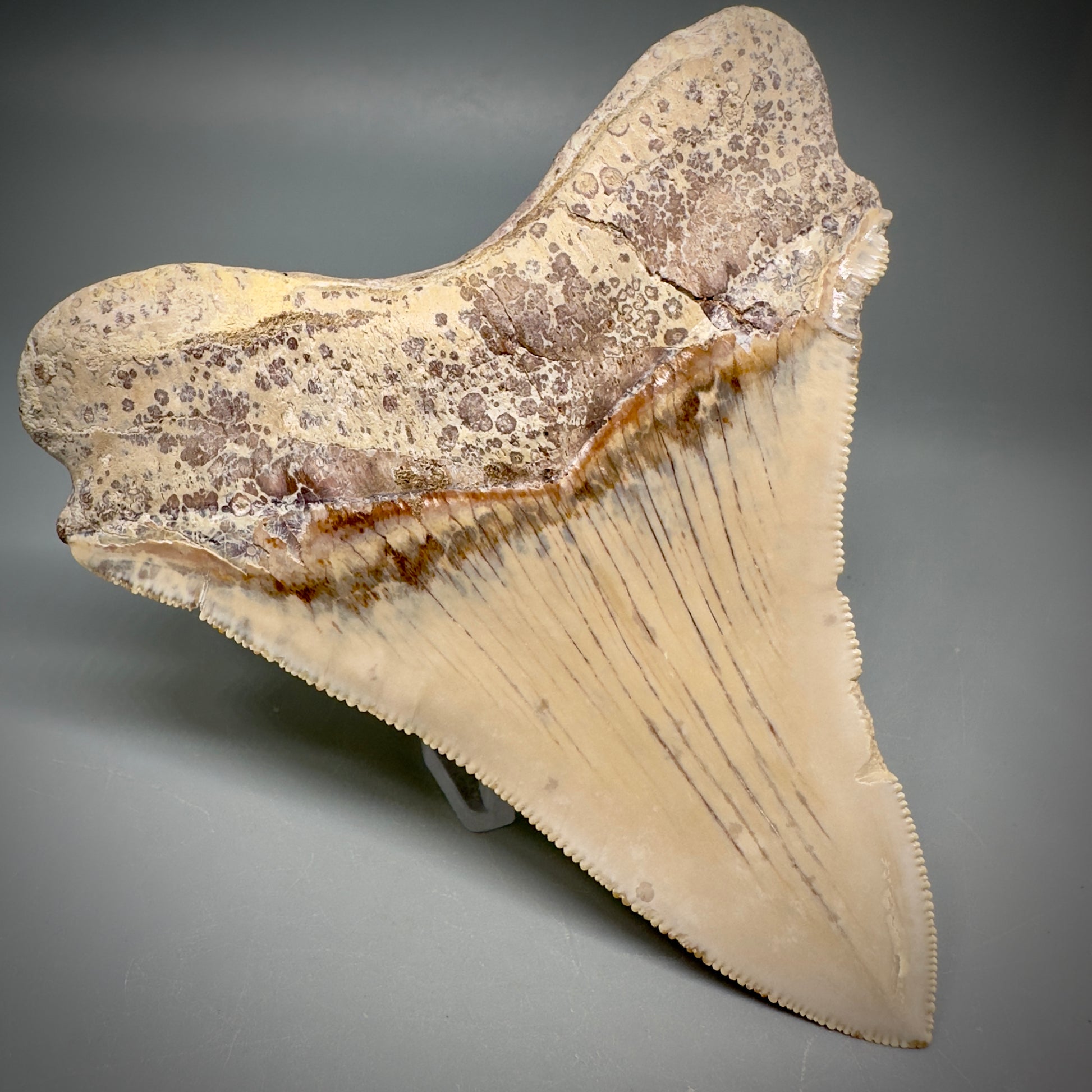 Collector's Quality 4.39" Fossil Megalodon Shark Tooth from Ica, Peru CM - Back Left