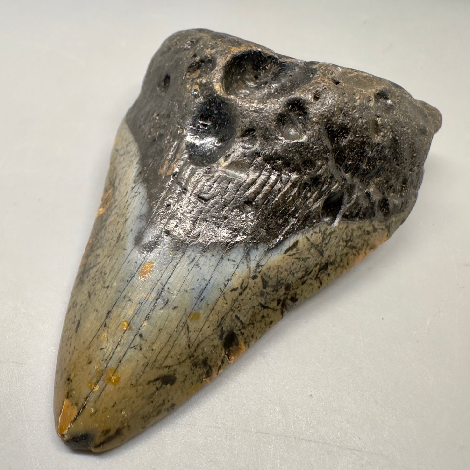 Colorful 3.75" Real Megalodon Tooth from North Carolina CM5050 - Front Right