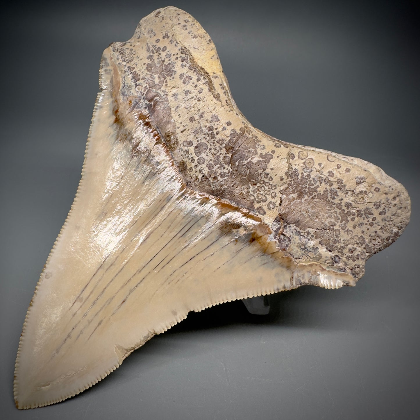 Collector's Quality 4.39" Fossil Megalodon Shark Tooth from Ica, Peru CM - Back Right
