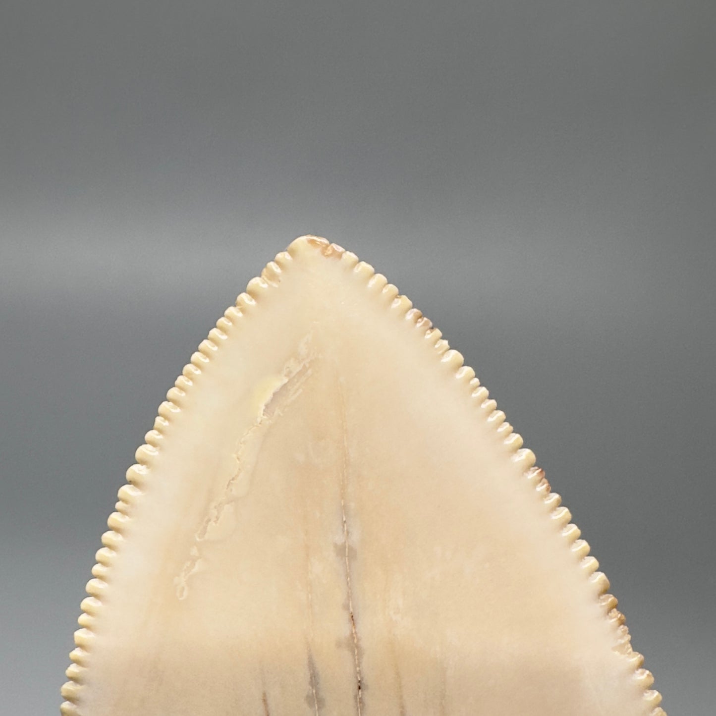 Collector's Quality 4.39" Fossil Megalodon Shark Tooth from Ica, Peru CM - Tip