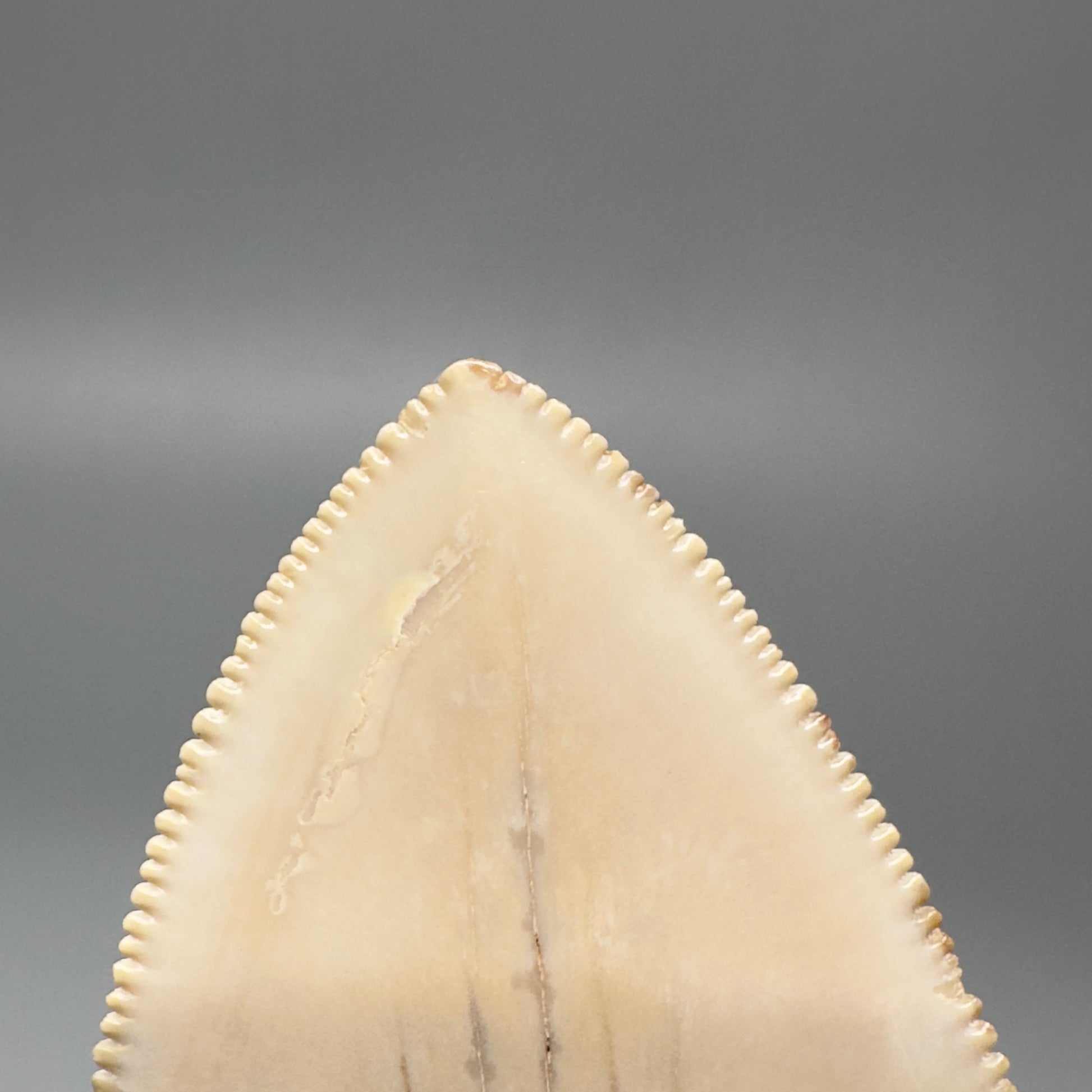 Collector's Quality 4.39" Fossil Megalodon Shark Tooth from Ica, Peru CM - Tip