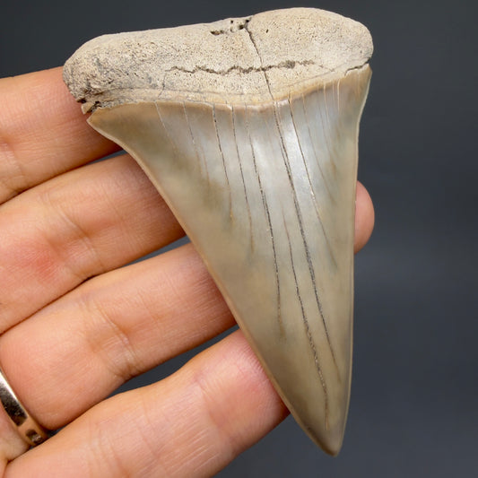 Extra Large, Beautiful 2.81" Fossil Ext. Mako - Isurus hastalis Tooth - Aurora