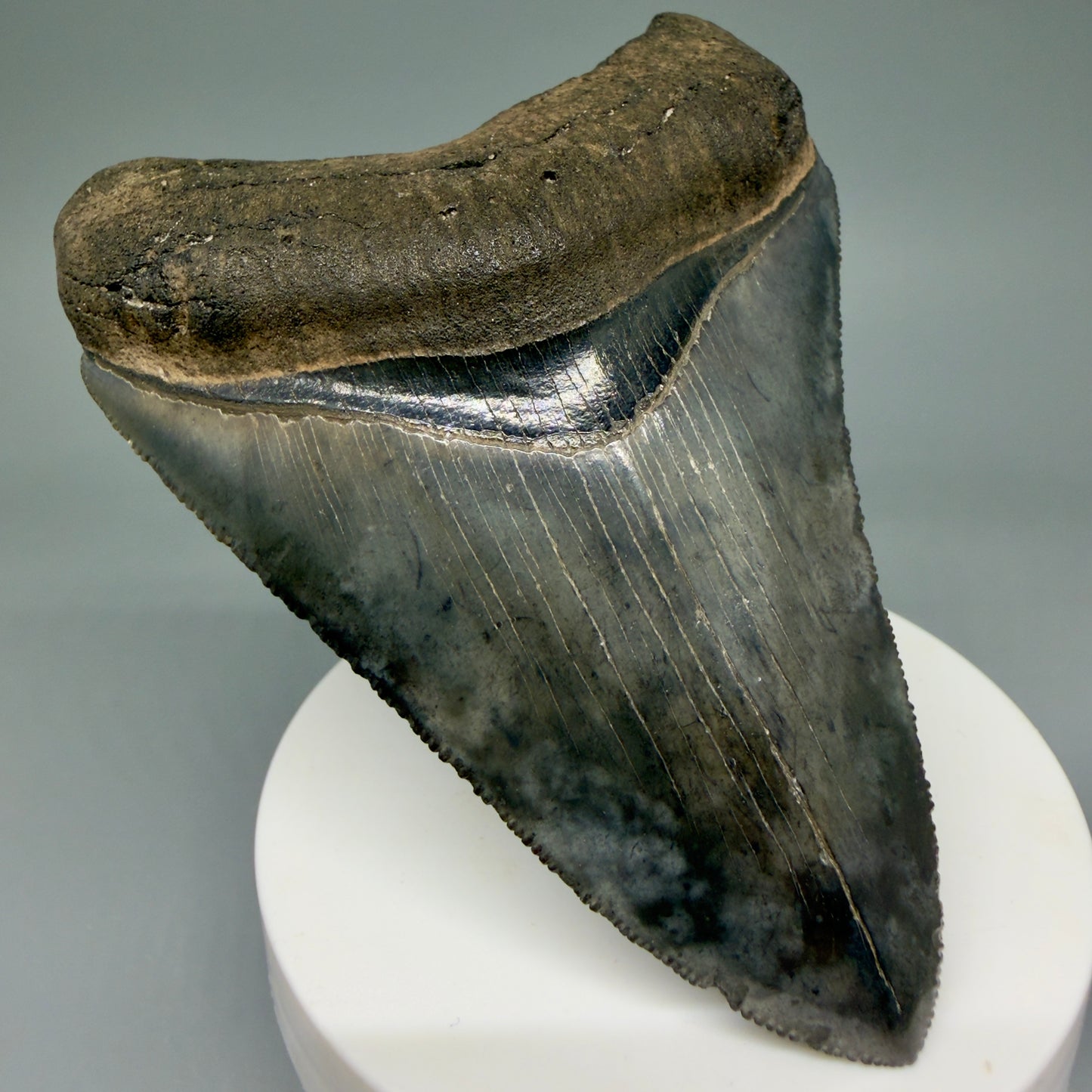 Front Left View 3.63" Fossil Megalodon Shark Tooth - Georgia - Heart-shaped sharply serrated - Collector's Quality CM6017