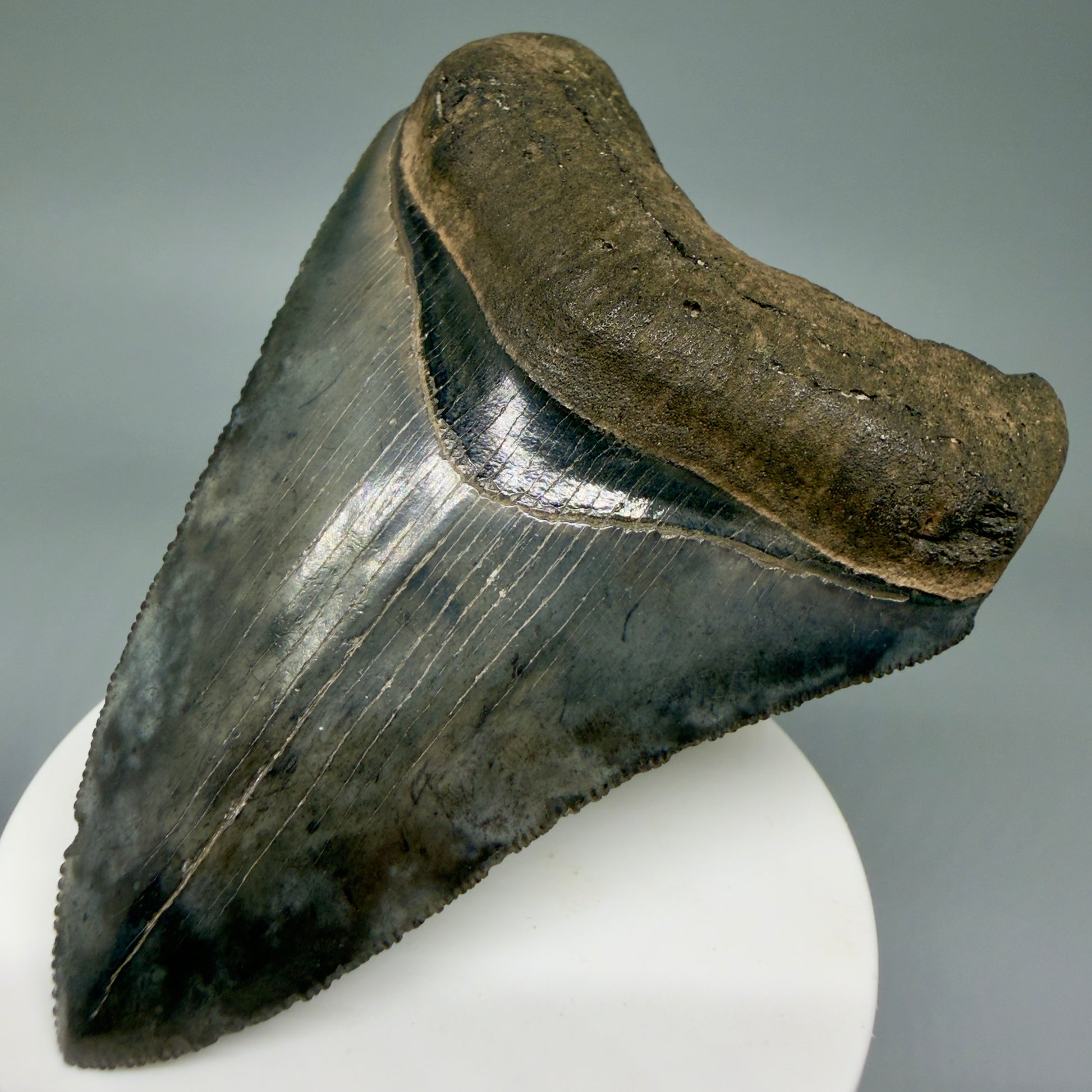 Front Right View 3.63" Fossil Megalodon Shark Tooth - Georgia - Heart-shaped sharply serrated - Collector's Quality CM6017
