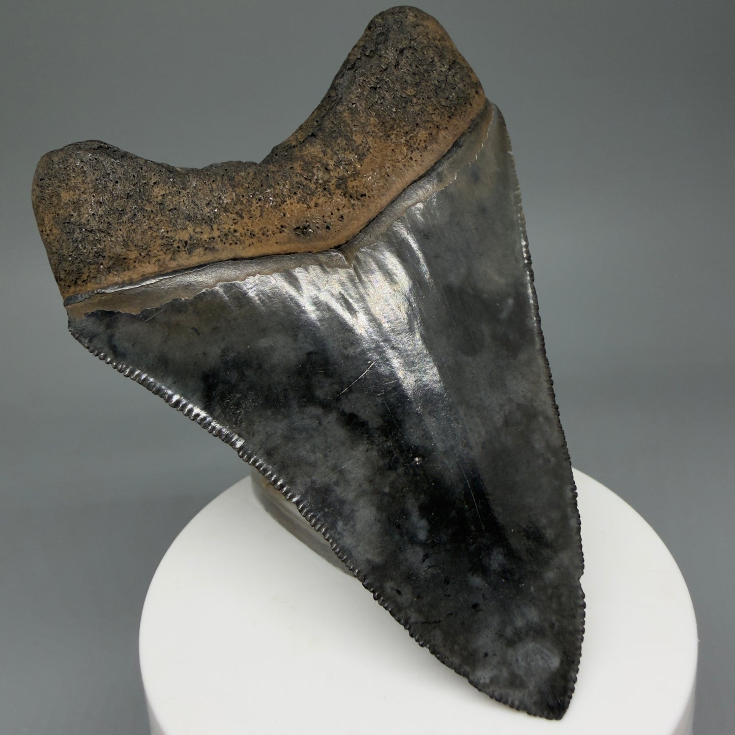 Back Left View 3.63" Fossil Megalodon Shark Tooth - Georgia - Heart-shaped sharply serrated - Collector's Quality CM6017