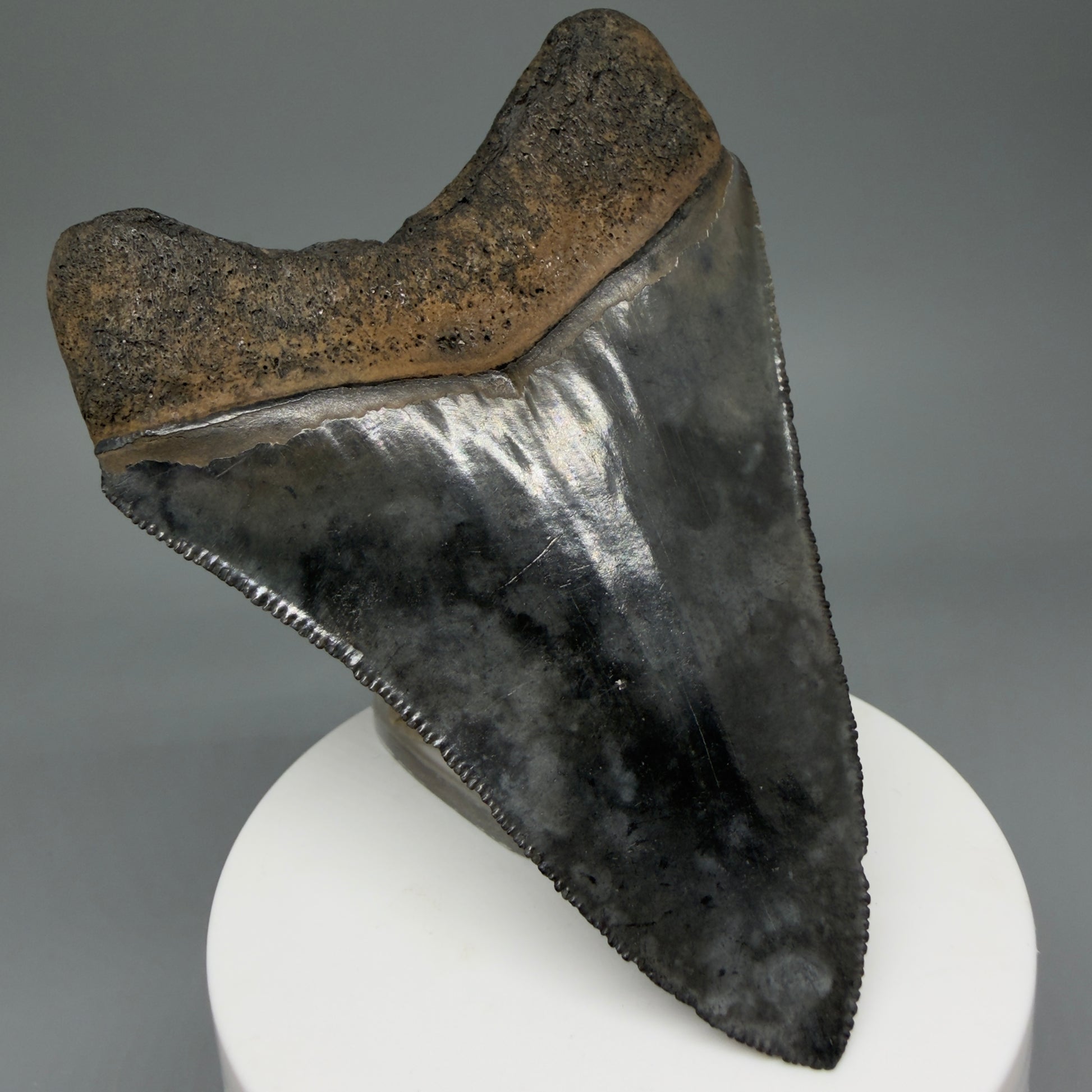 Back Left View 3.63" Fossil Megalodon Shark Tooth - Georgia - Heart-shaped sharply serrated - Collector's Quality CM6017