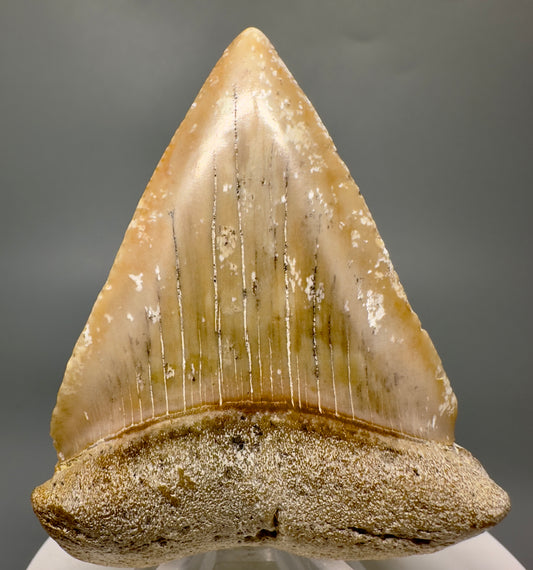 Large 2.70" Fossil Great White Shark Tooth from Baja, California