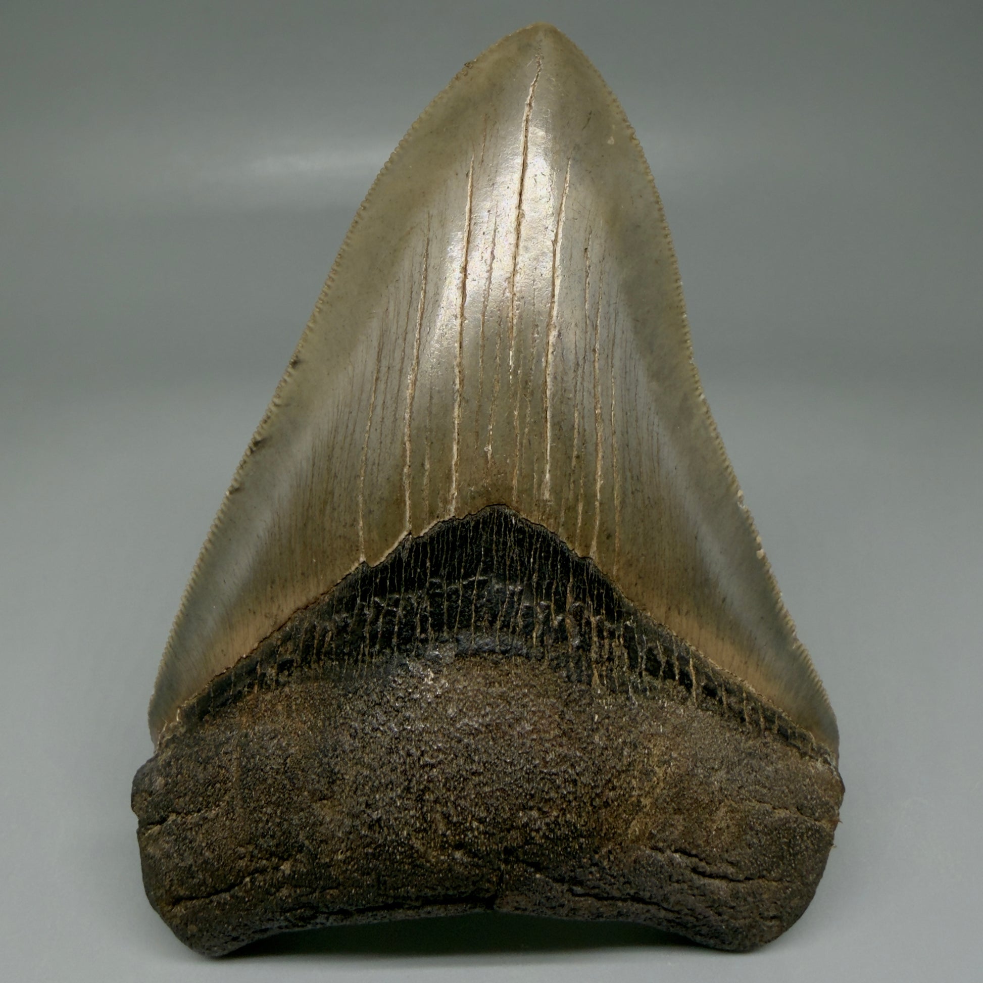 Front View 4.22" Fossil Megalodon Shark Tooth - Georgia - Heart-shaped sharply serrated - Collector's Quality CM6018 - 2