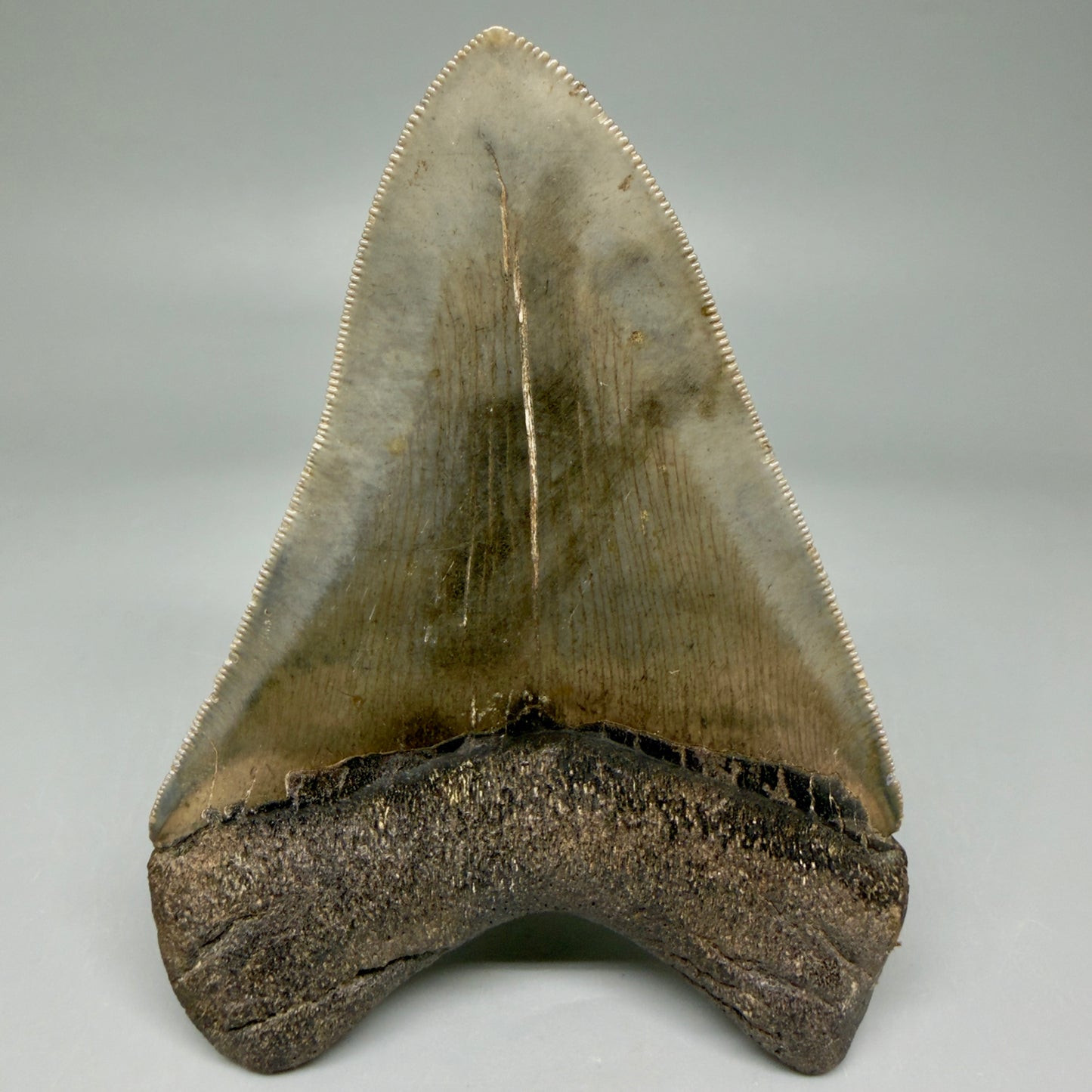 Back View 4.22" Fossil Megalodon Shark Tooth - Georgia - Heart-shaped sharply serrated - Collector's Quality CM6018