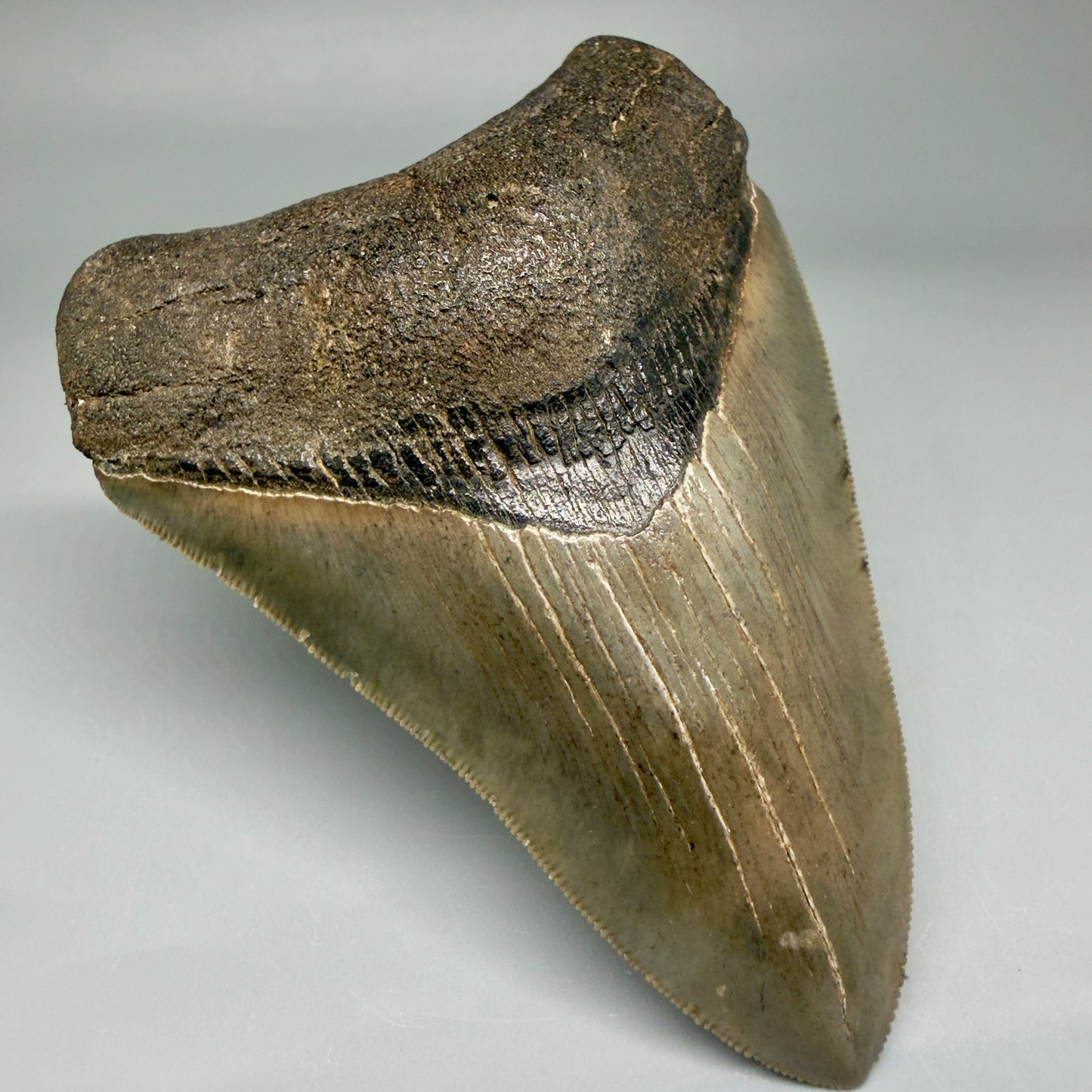 Front Left View 4.22" Fossil Megalodon Shark Tooth - Georgia - Heart-shaped sharply serrated - Collector's Quality CM6018
