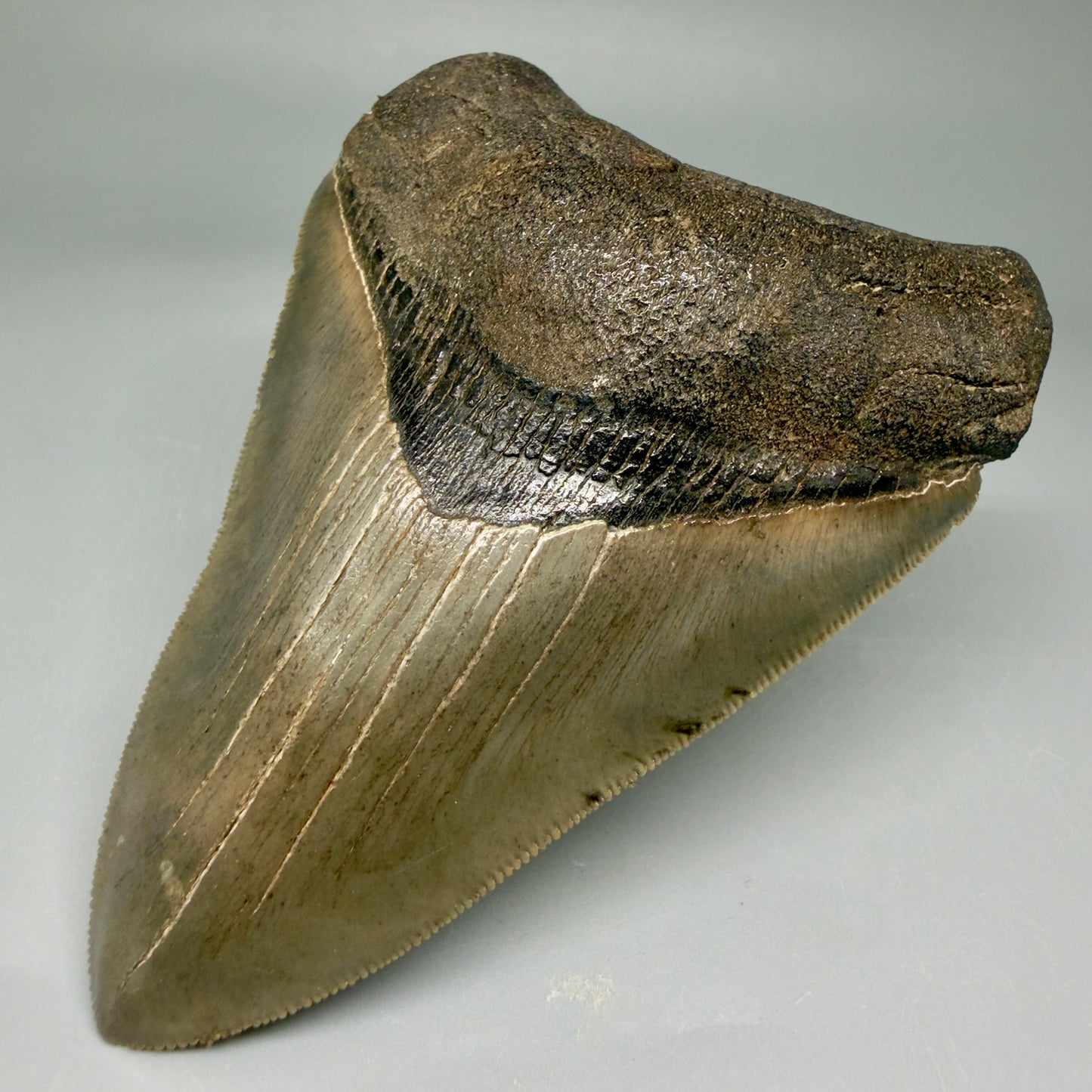 Front Right View 4.22" Fossil Megalodon Shark Tooth - Georgia - Heart-shaped sharply serrated - Collector's Quality CM6018