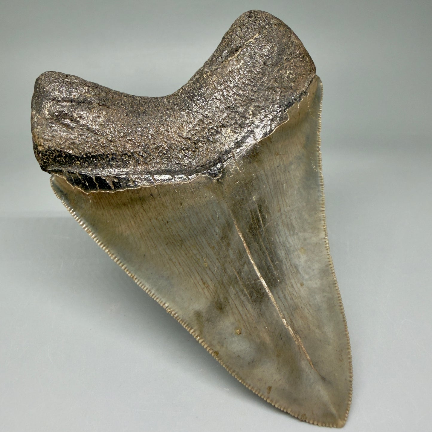 Back Left View 4.22" Fossil Megalodon Shark Tooth - Georgia - Heart-shaped sharply serrated - Collector's Quality CM6018
