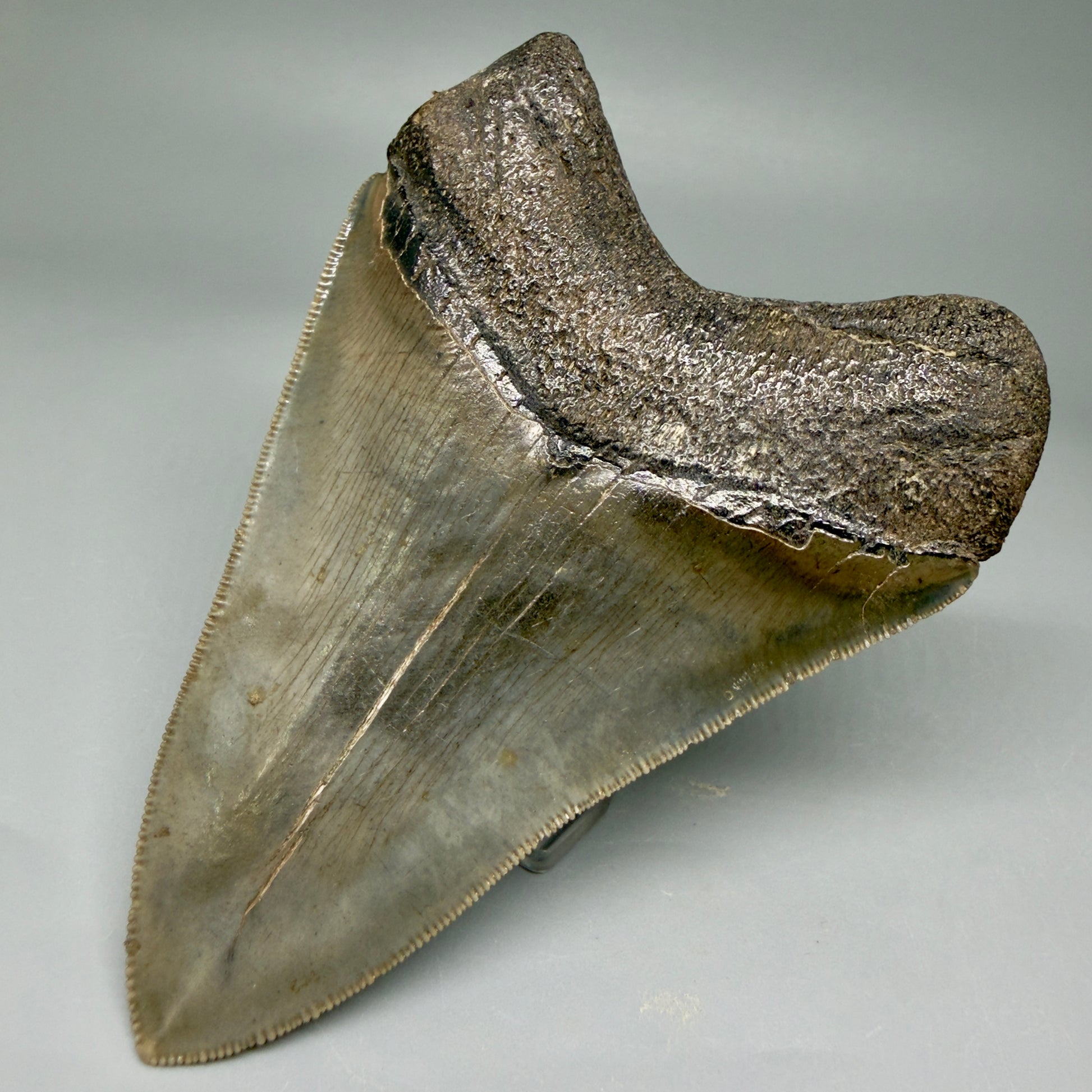 Back Right View 4.22" Fossil Megalodon Shark Tooth - Georgia - Heart-shaped sharply serrated - Collector's Quality CM6018