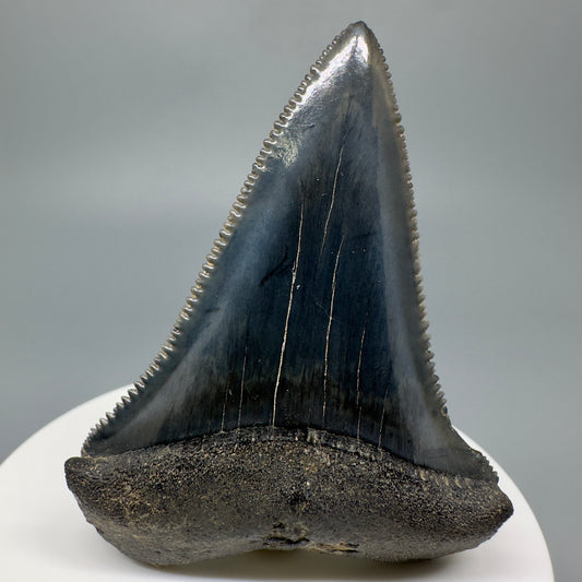 Outstanding, sharply serrated 2.47" Fossil Great White Shark Tooth - South Carolina GW1174 - Front