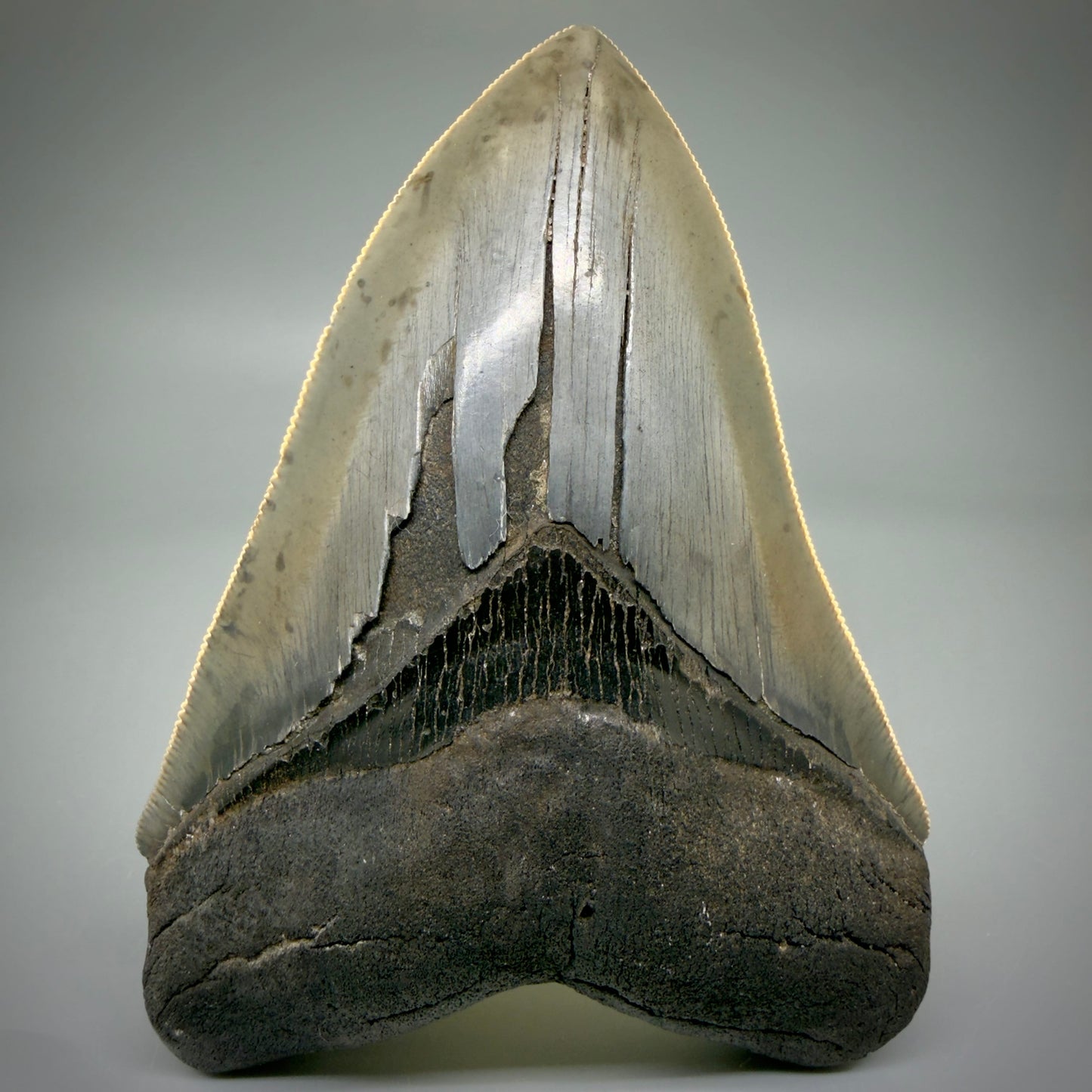 Front View Sharply serrated, heart-shaped 5.22" Collector Megalodon Tooth from South Carolina CM6020 - 2