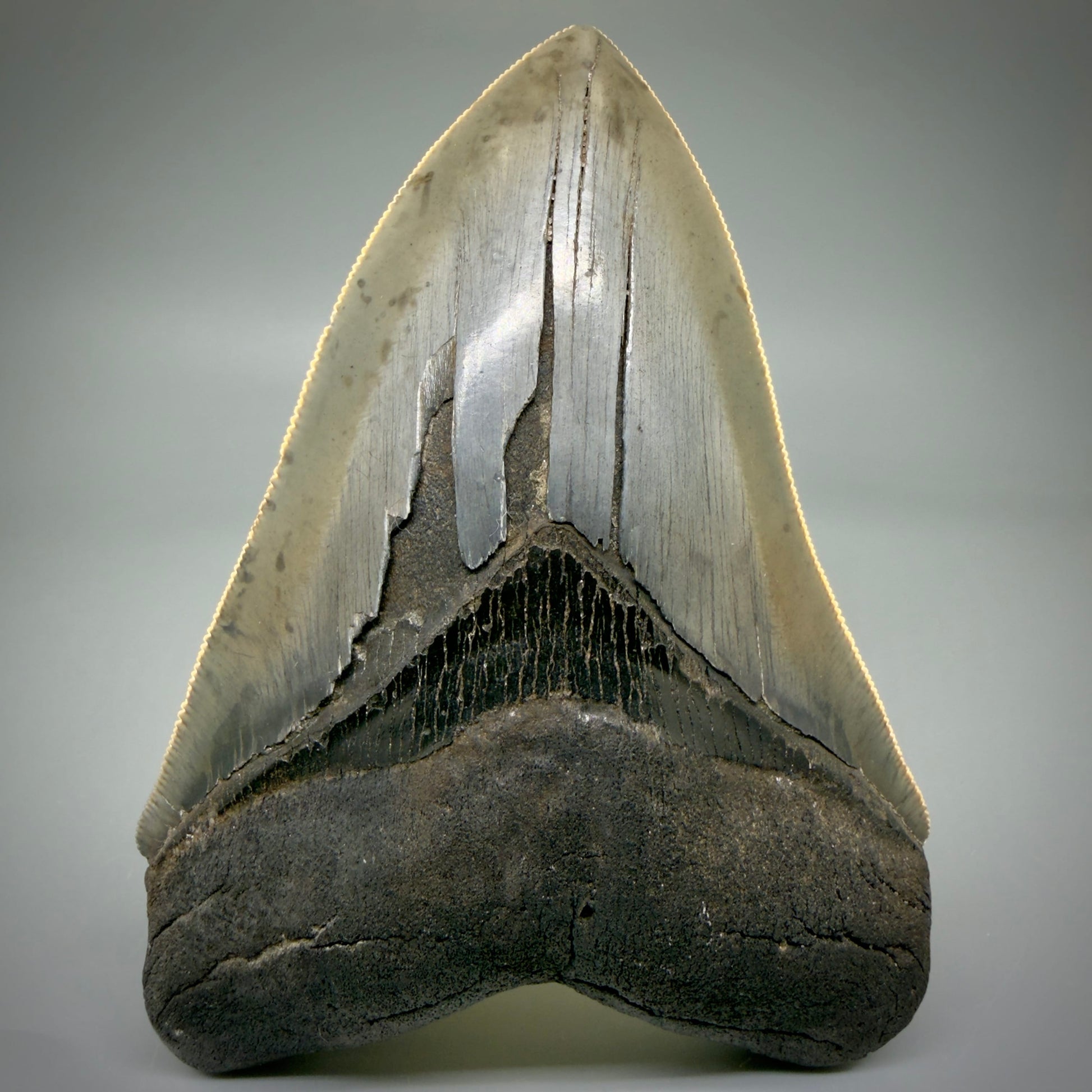 Front View Sharply serrated, heart-shaped 5.22" Collector Megalodon Tooth from South Carolina CM6020 - 2