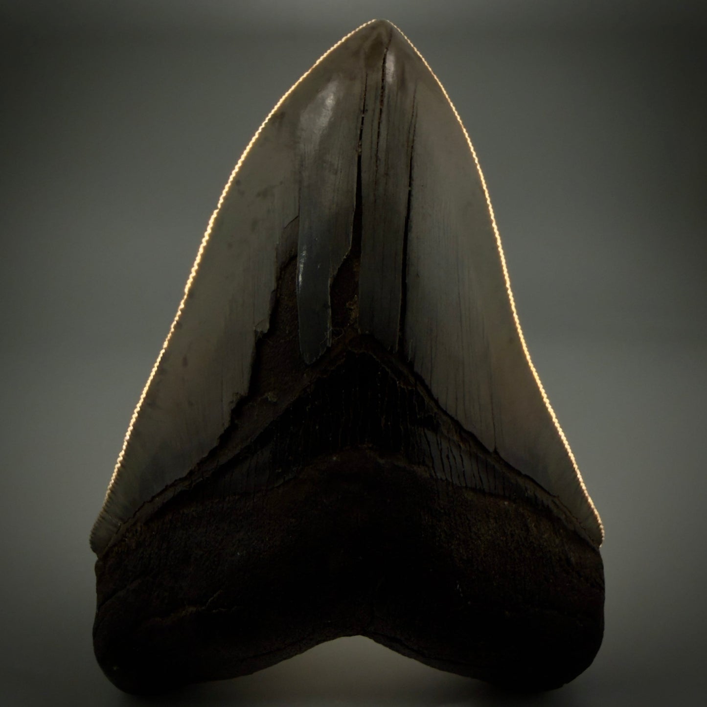 Front View Sharply serrated, heart-shaped 5.22" Collector Megalodon Tooth from South Carolina CM6020 - 1