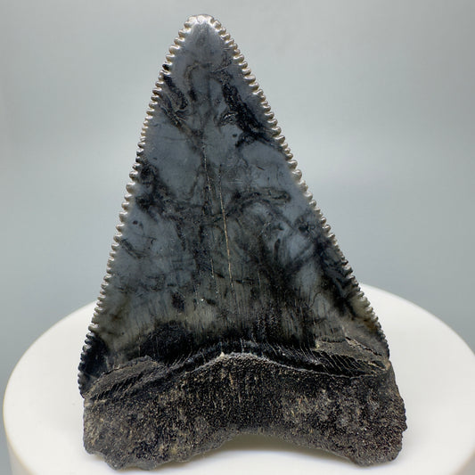 Beautiful, serrated 2.07" Fossil Great White Shark Tooth - South Carolina River GW1173 - Back
