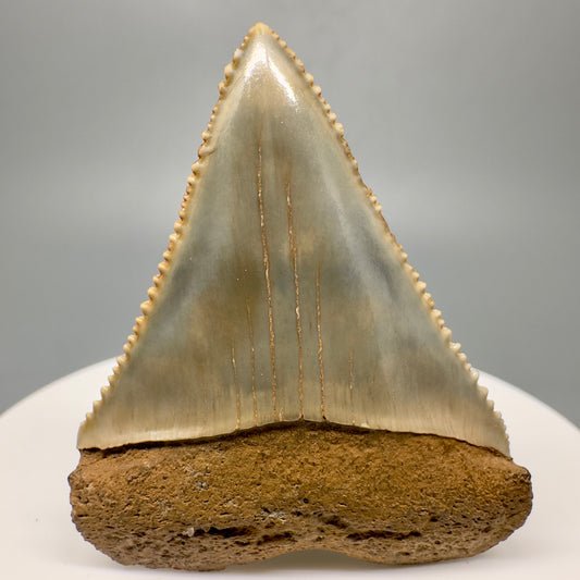Very colorful, serrated Fossil Great White Shark Tooth 1.79" - South Carolina GW1172 - Front