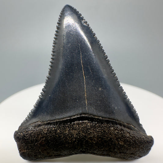 Beautiful, serrated 1.54" Fossil Great White Tooth - South Carolina River GW1171 - Front