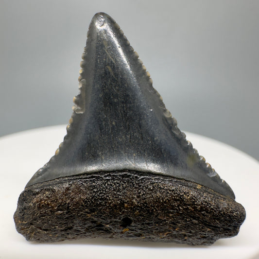 Dark colors 1.27" Fossil Great White Tooth - South Carolina River GW1170 - Front