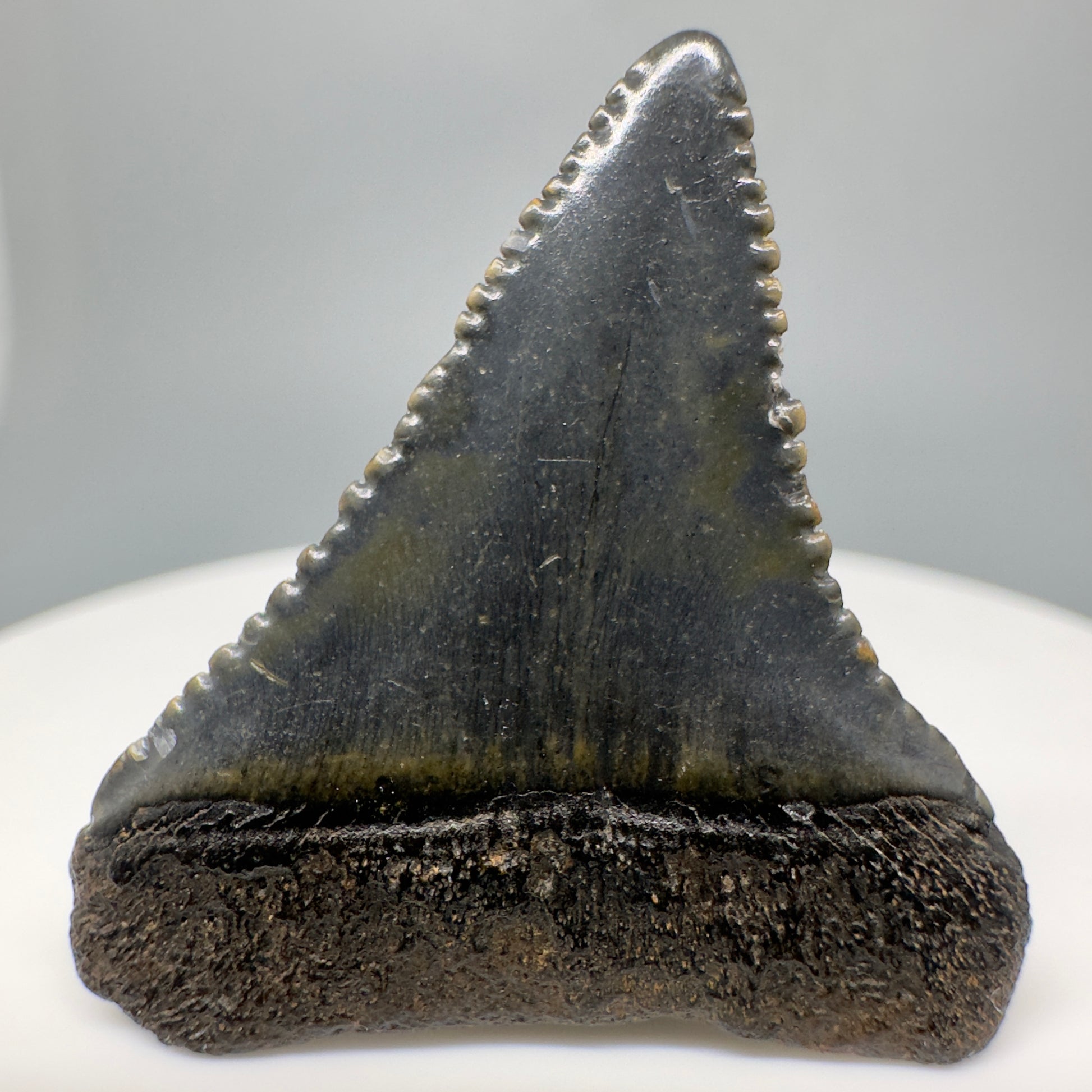 Dark colors 1.27" Fossil Great White Tooth - South Carolina River GW1170 - Back