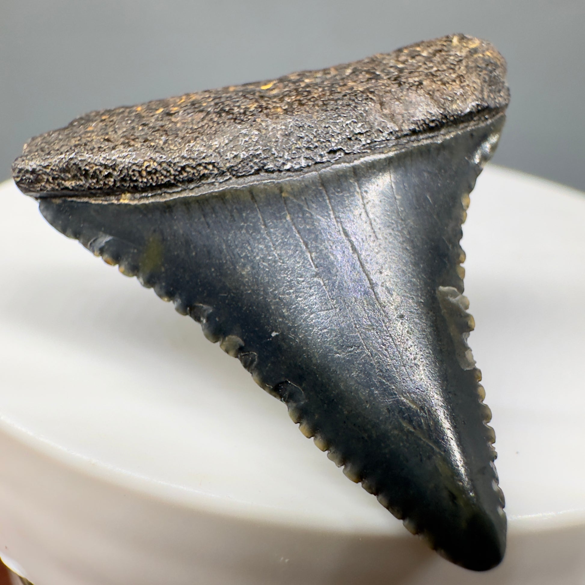 Dark colors 1.27" Fossil Great White Tooth - South Carolina River GW1170 - Front Left