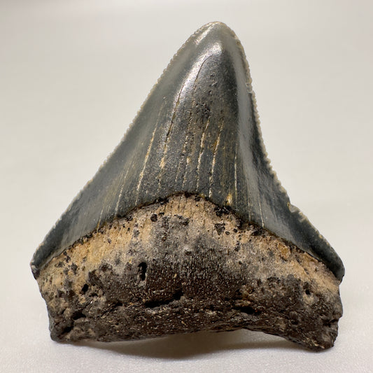 Dark colors 1.96" Authentic Fossil Megalodon Tooth from North Carolina - Front