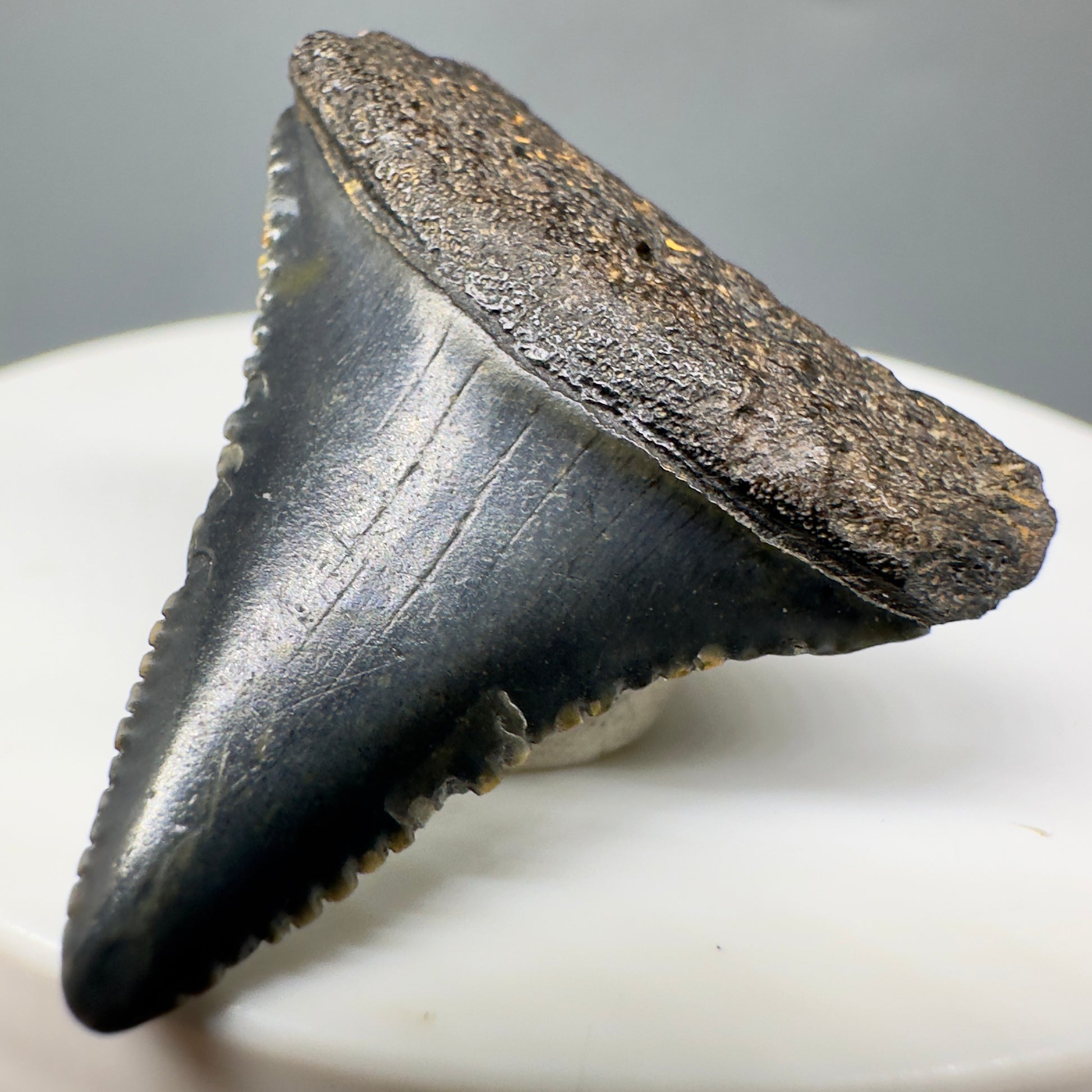 Dark colors 1.27" Fossil Great White Tooth - South Carolina River GW1170 - Front Right